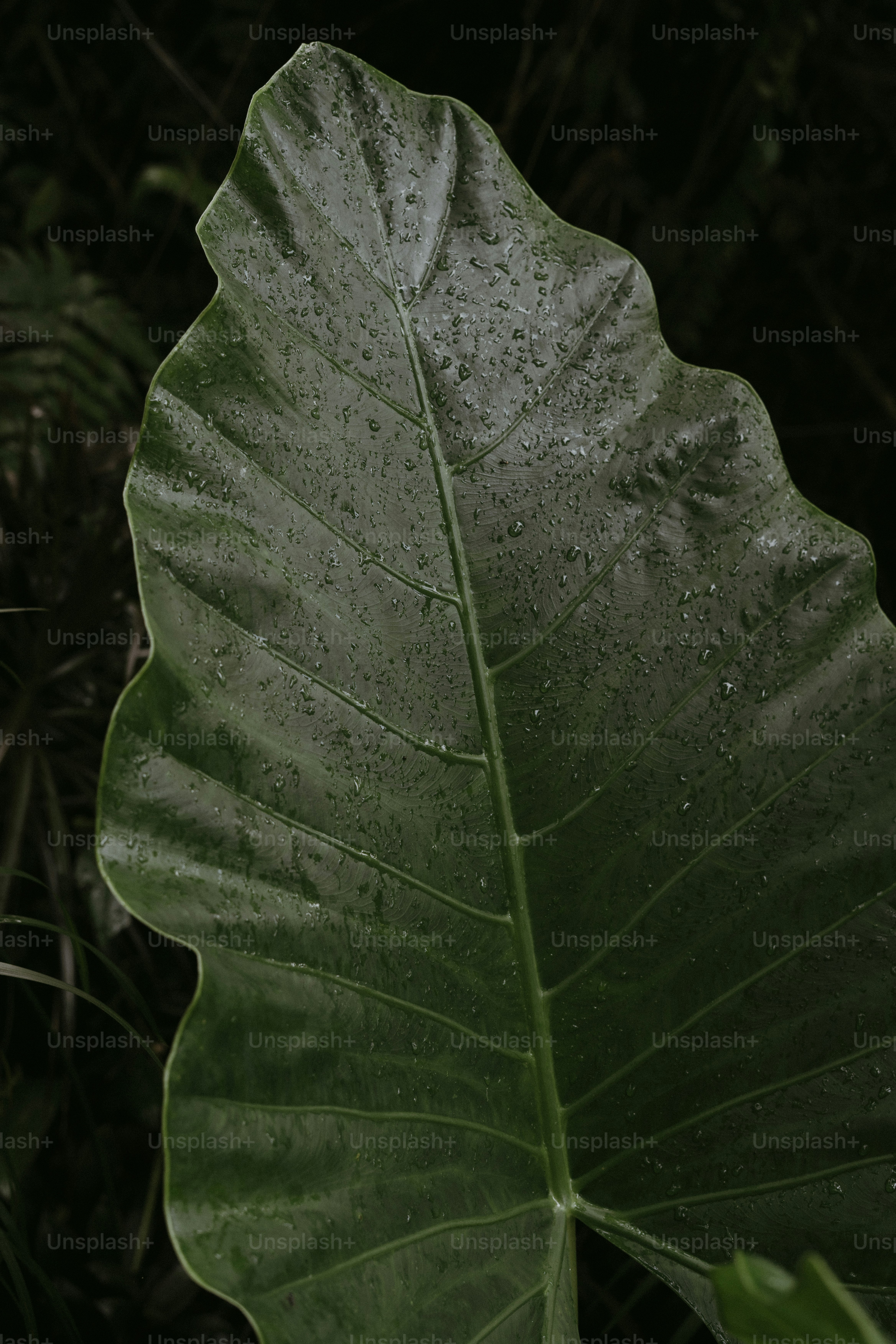 A large, wet leaf shimmers with raindrops.