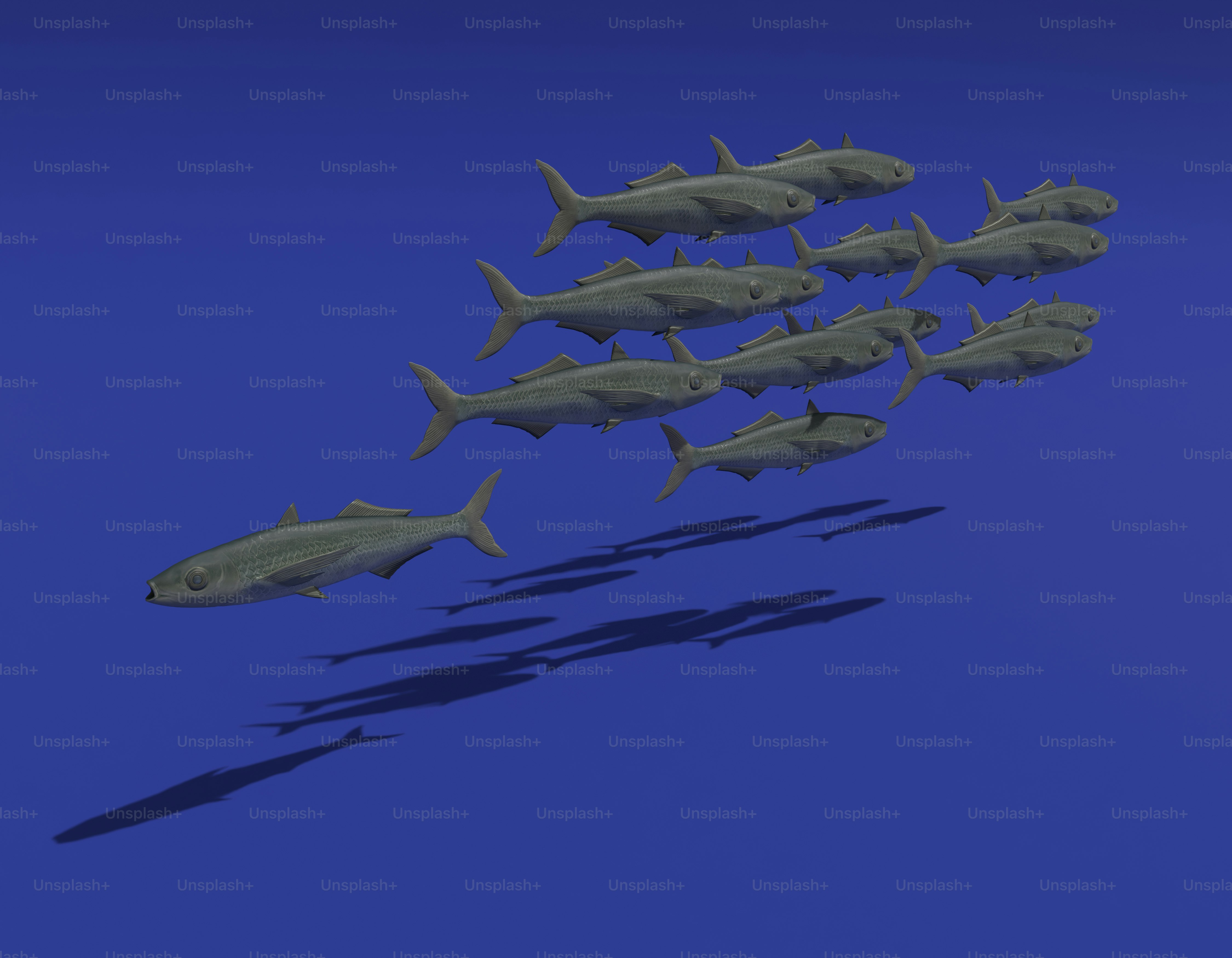 Un banc de poissons nage dans le bleu profond.