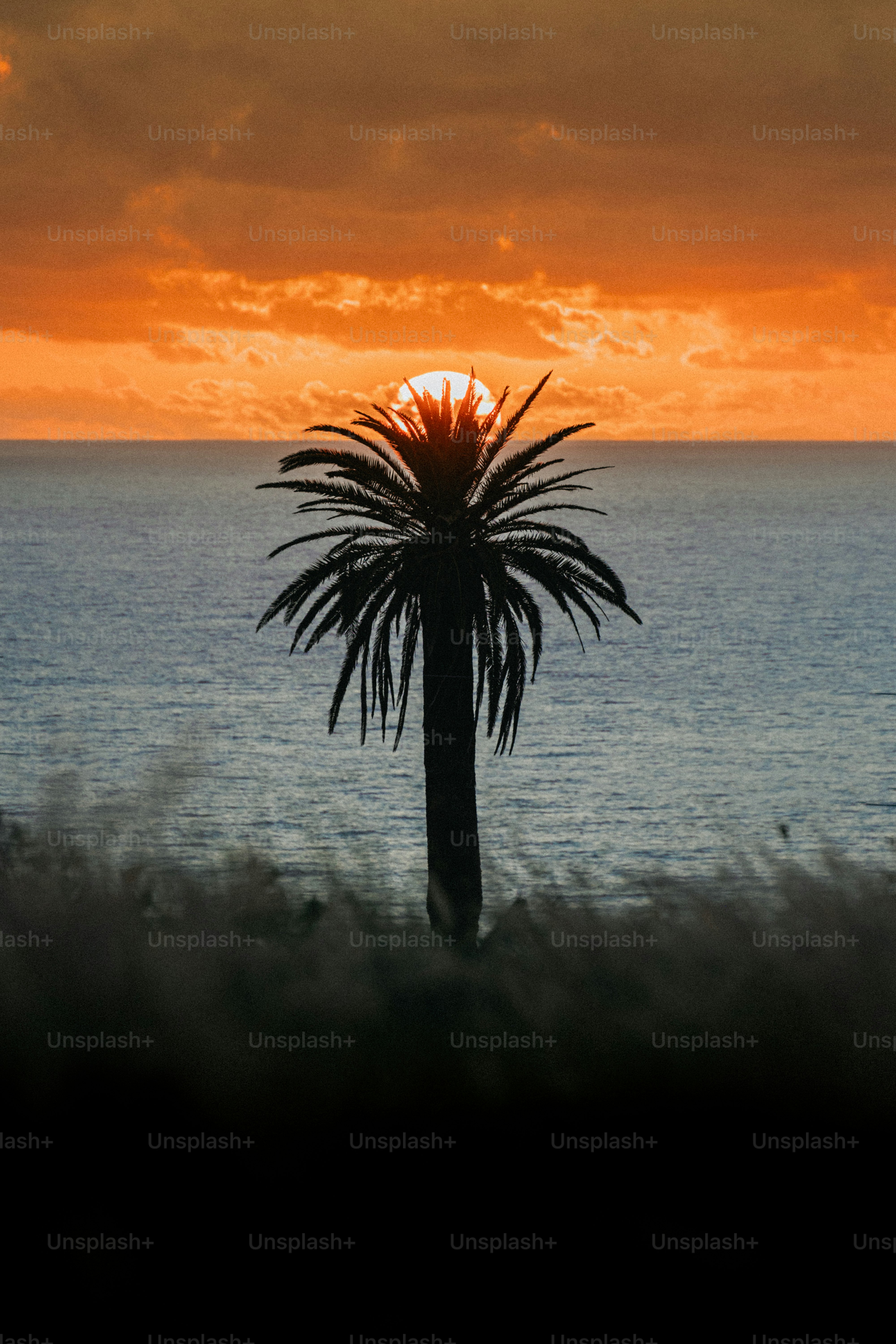 Palm tree silhouetted by a sunset over the ocean.