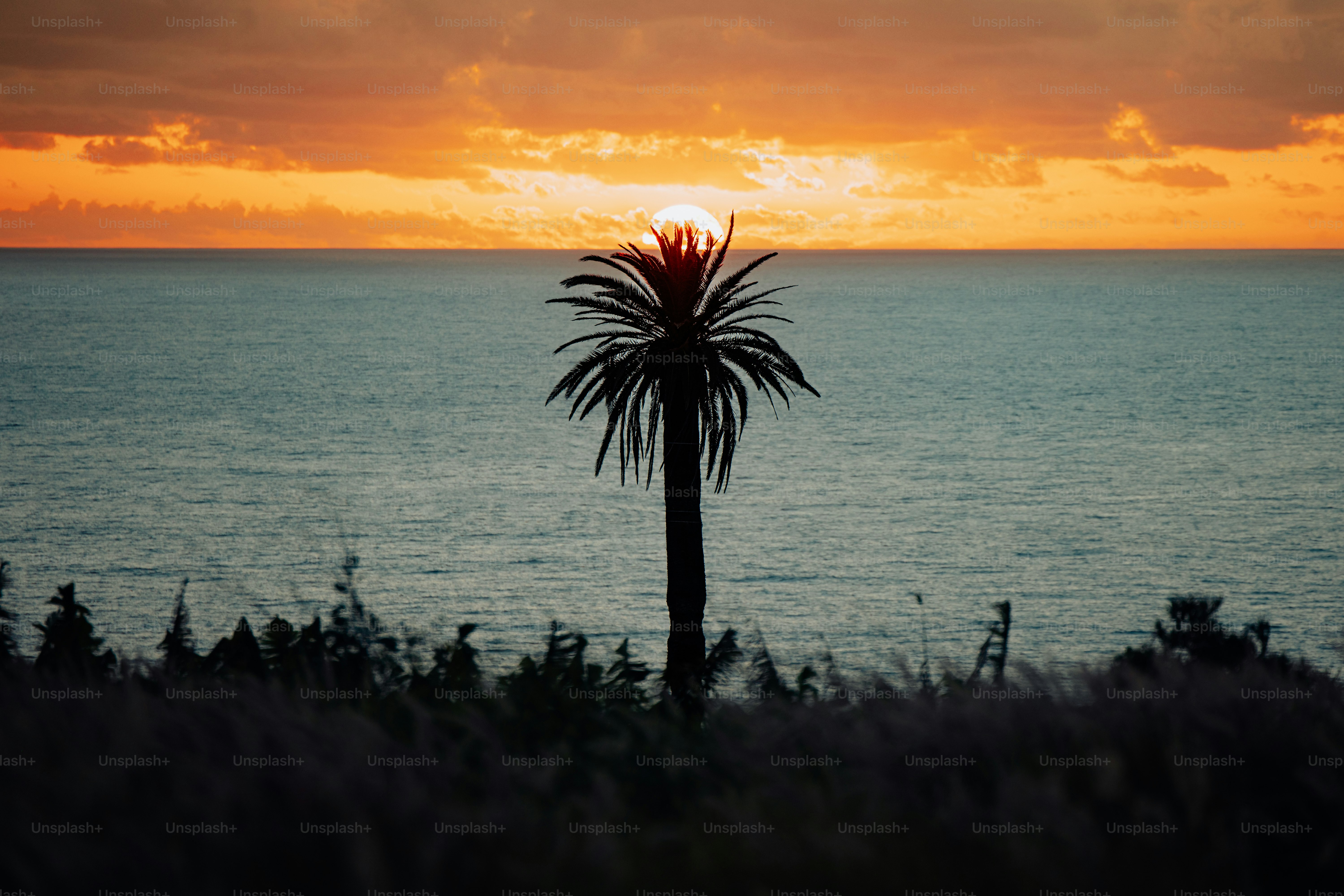 Sunset silhouette of a palm tree and the ocean.