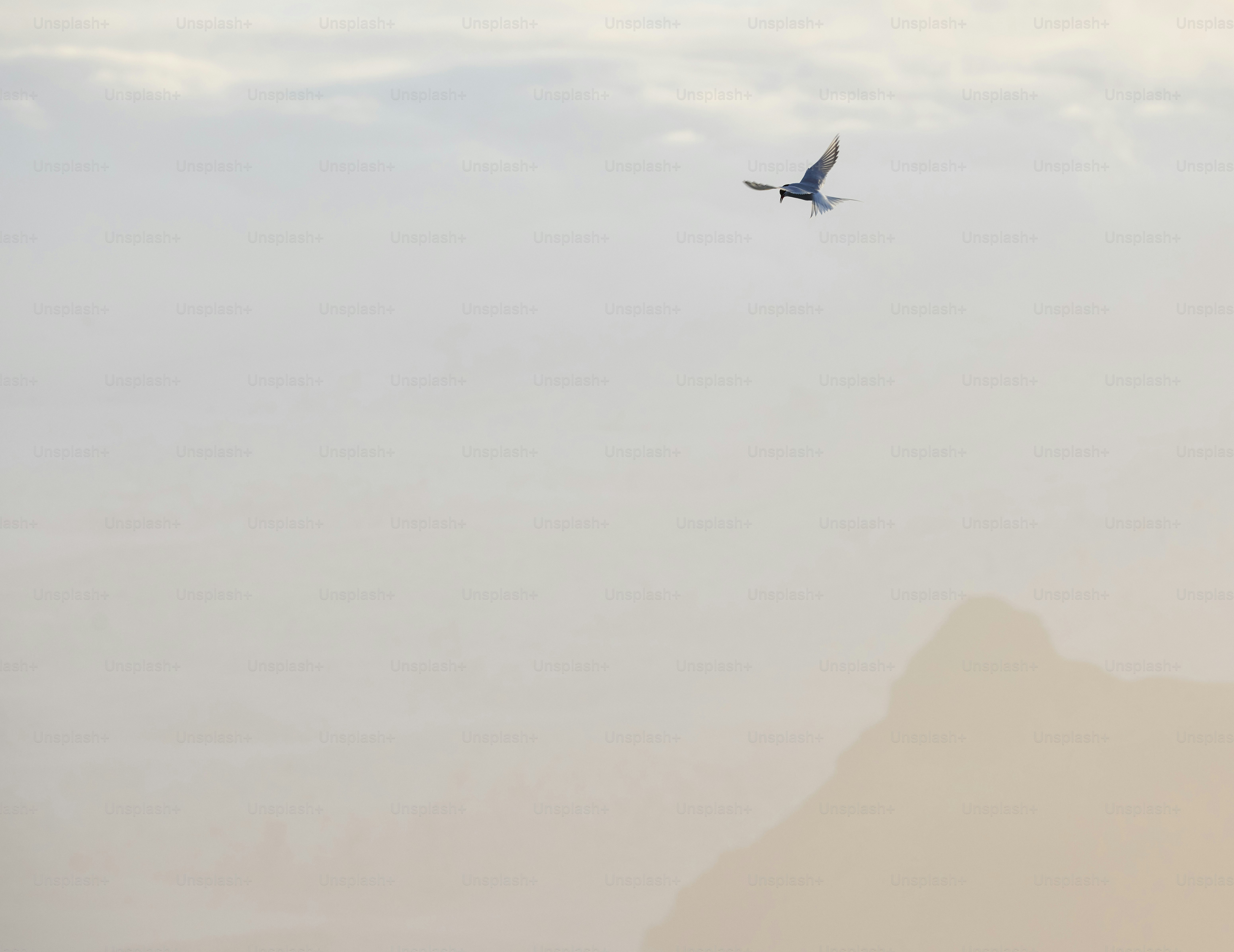Un pájaro sobrevuela el paisaje.