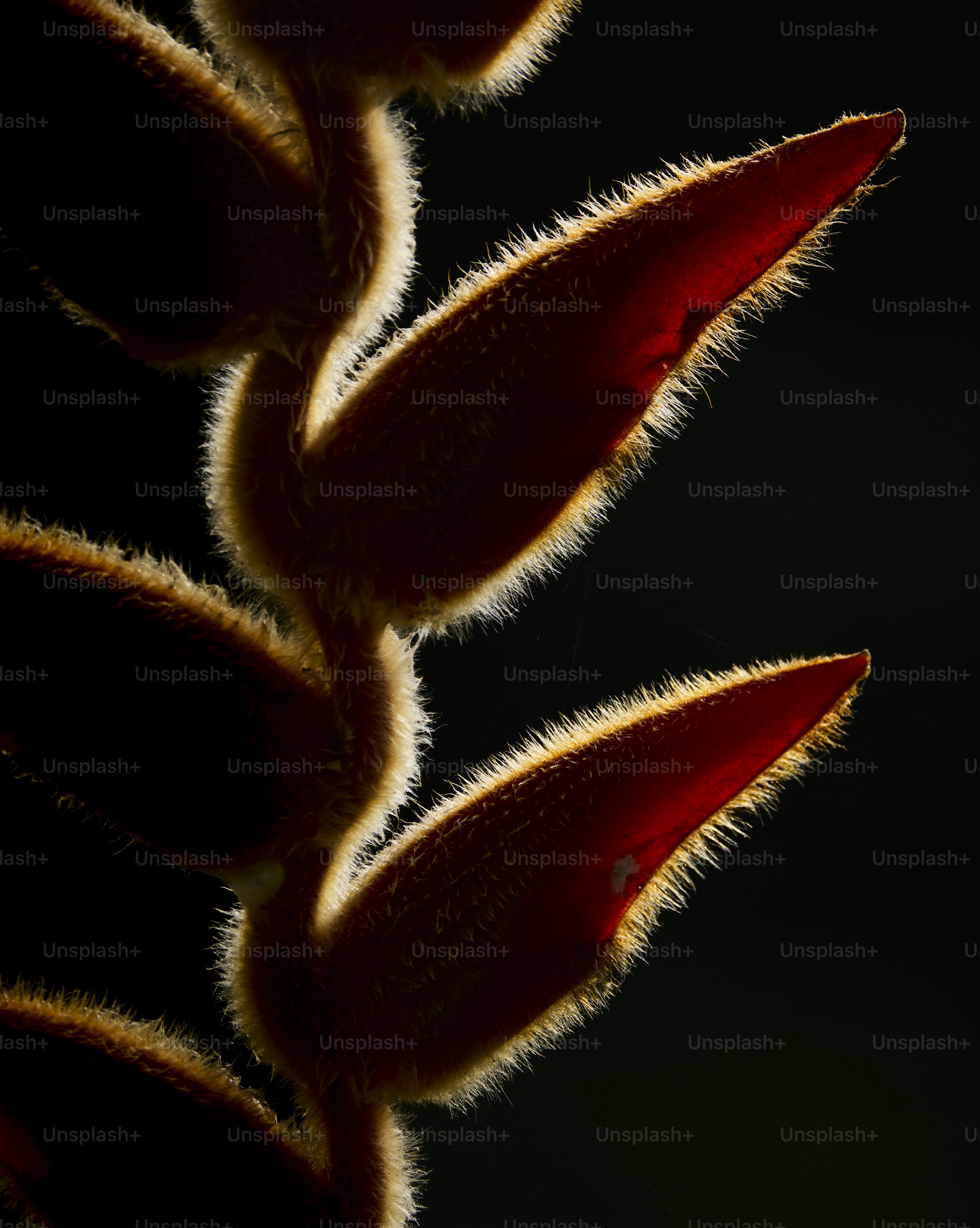 Kuncup bunga heliconia bersiluet bersinar melawan kegelapan.