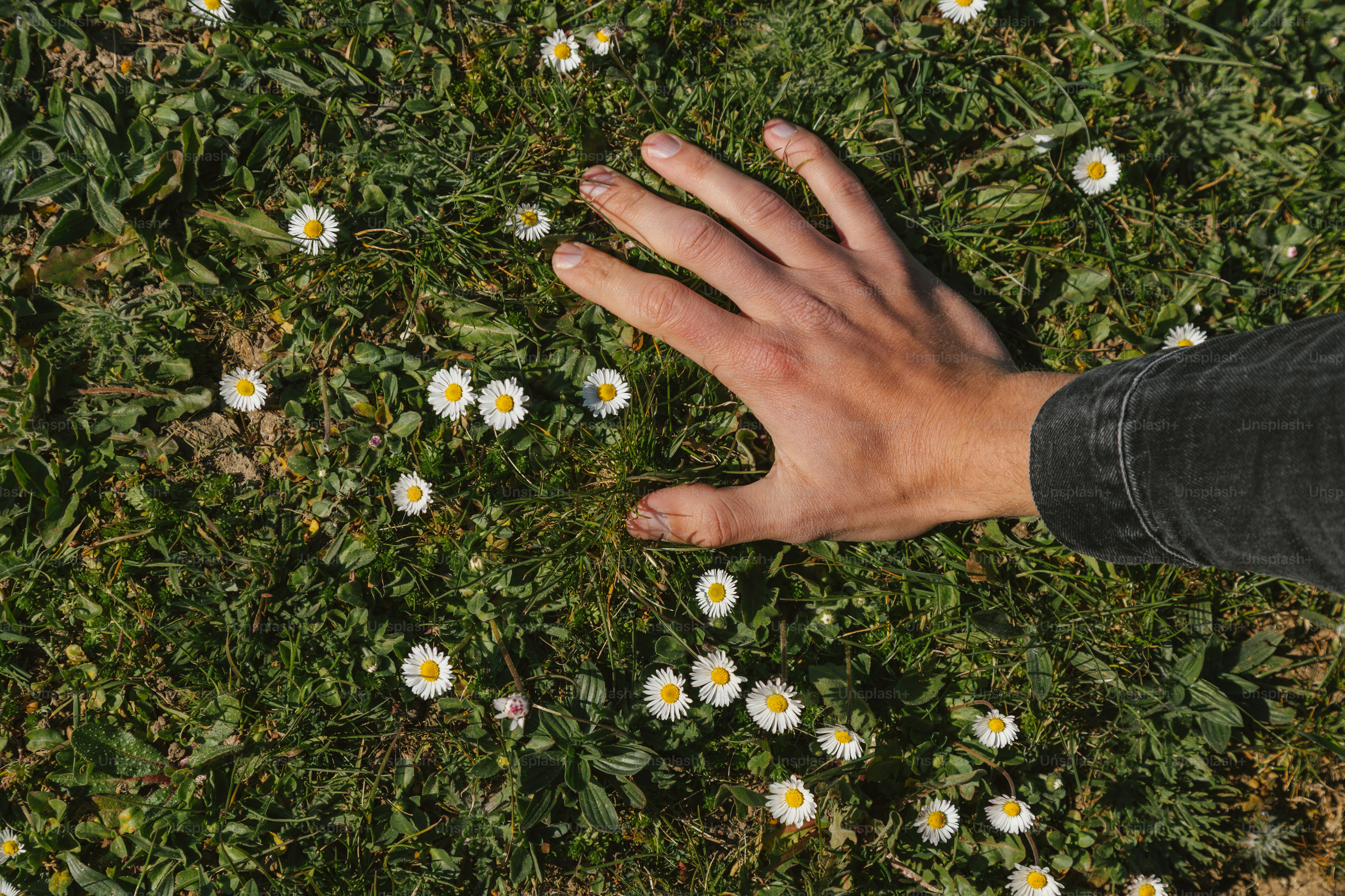 Hand touches grass with small white flowers.