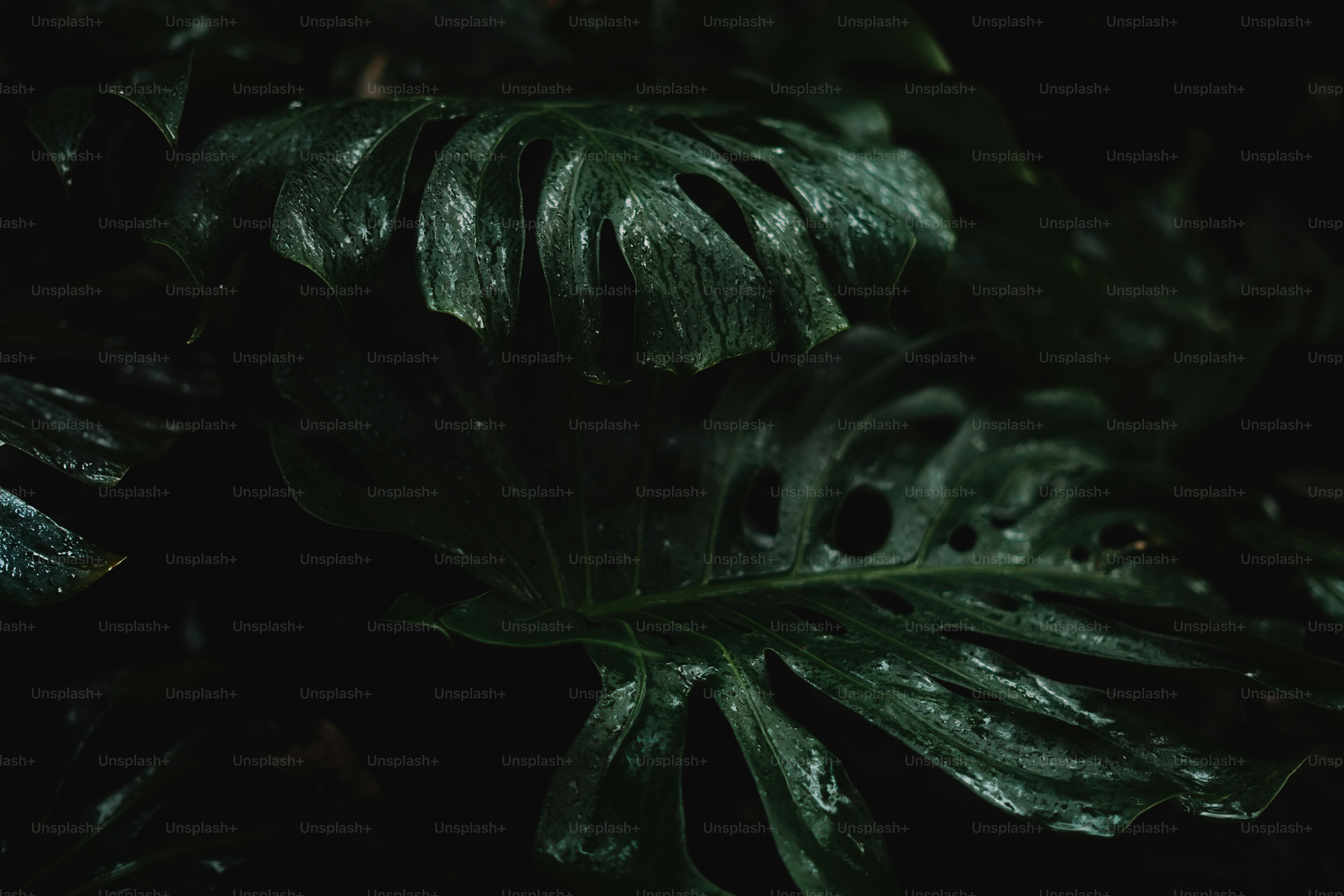 Large, dark green leaves are covered in dew.