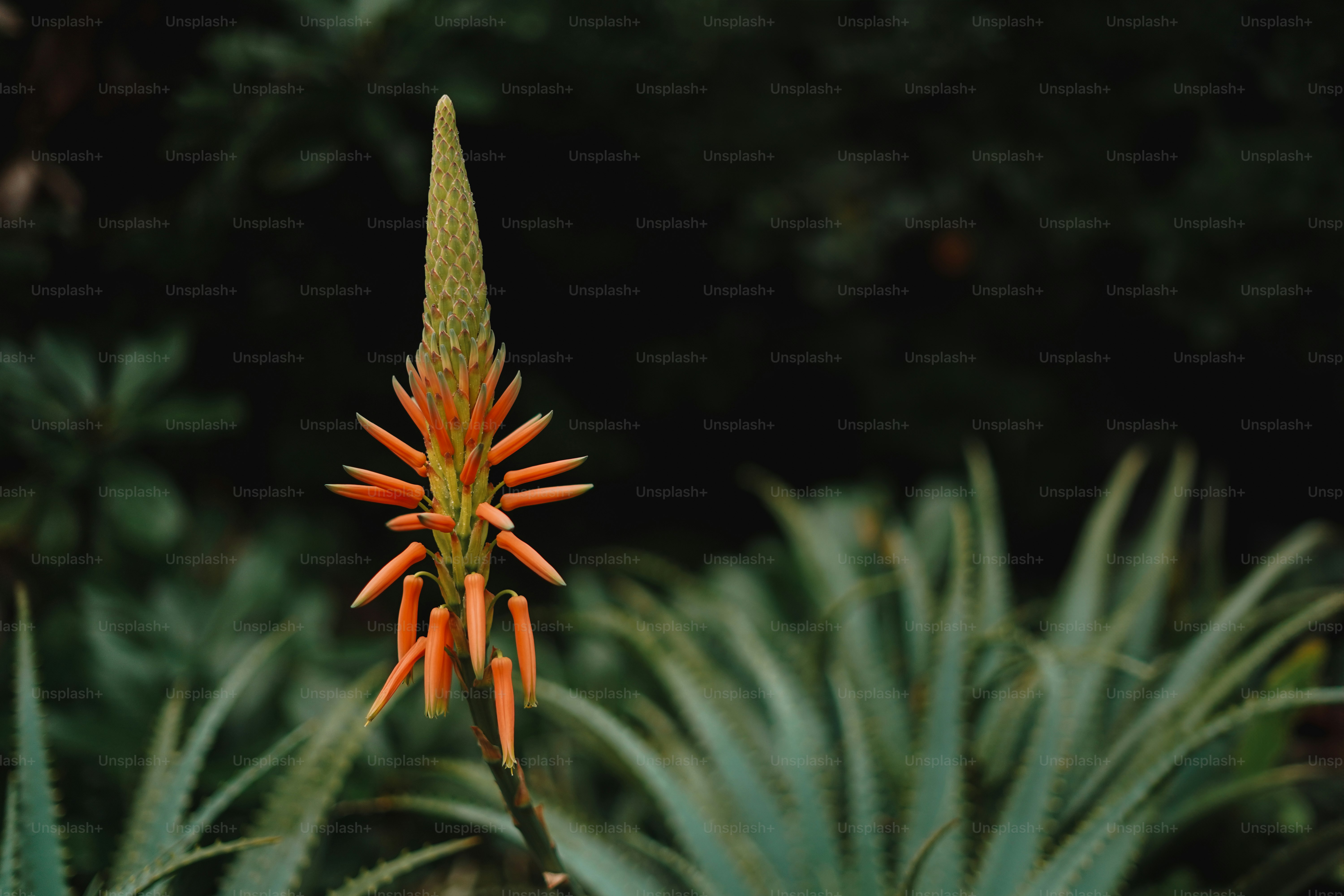 Aloe Vera Pflanze mit blhenden Orangenblten. Foto  Bild zum Thema Grn  auf Unsplash