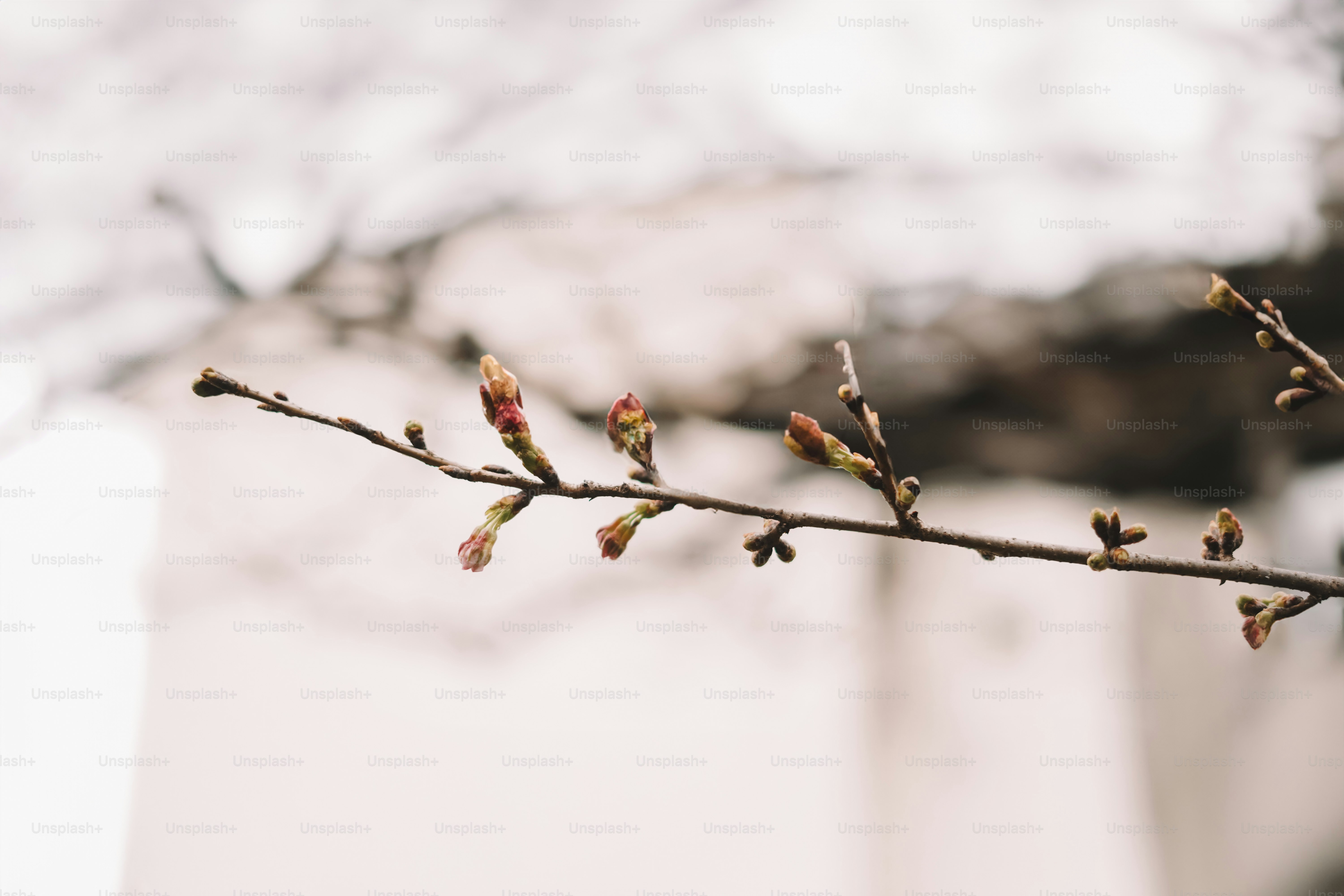 Budding branch, preparing for spring.