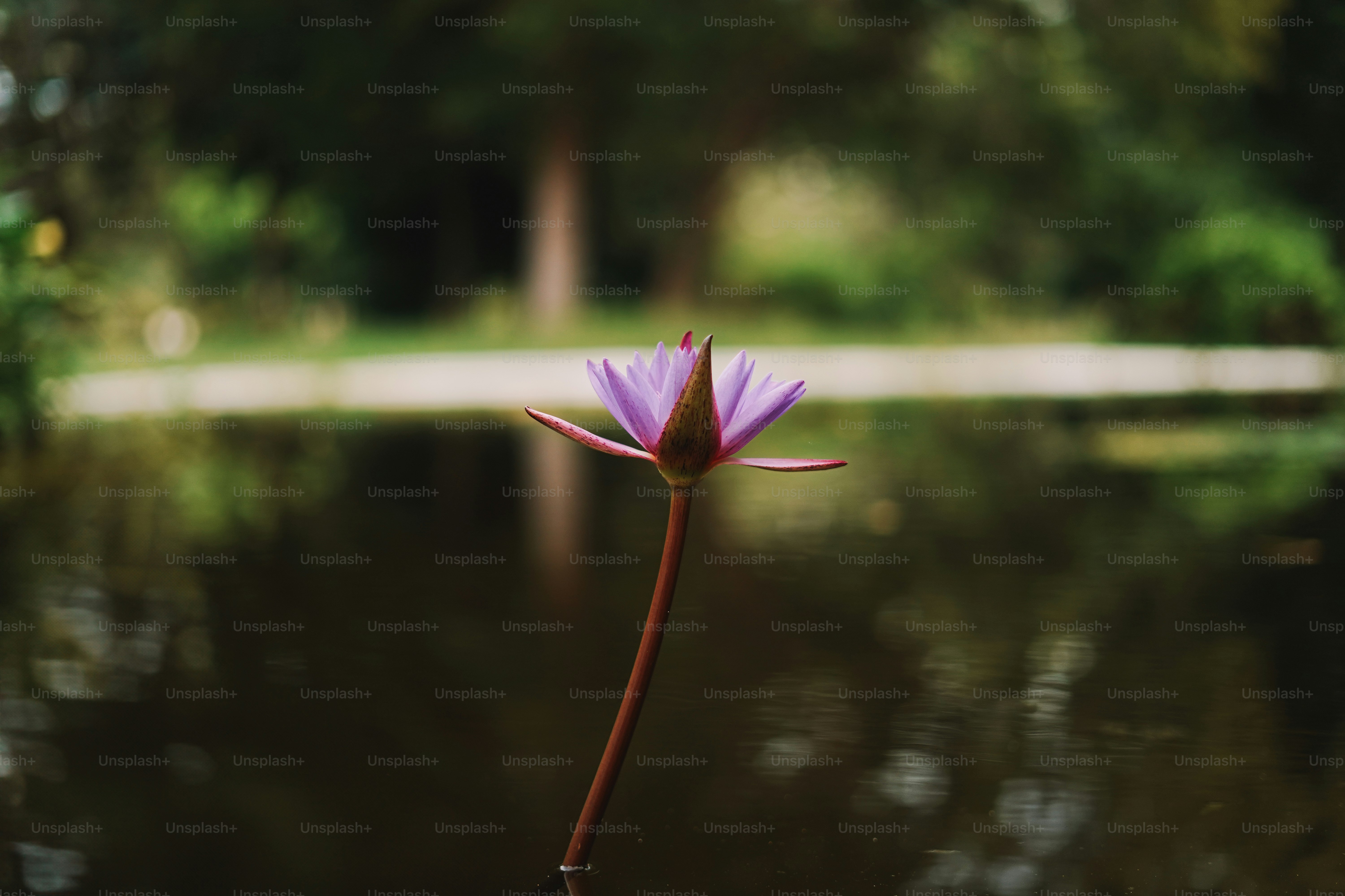 A purple water lily blooms in the pond.