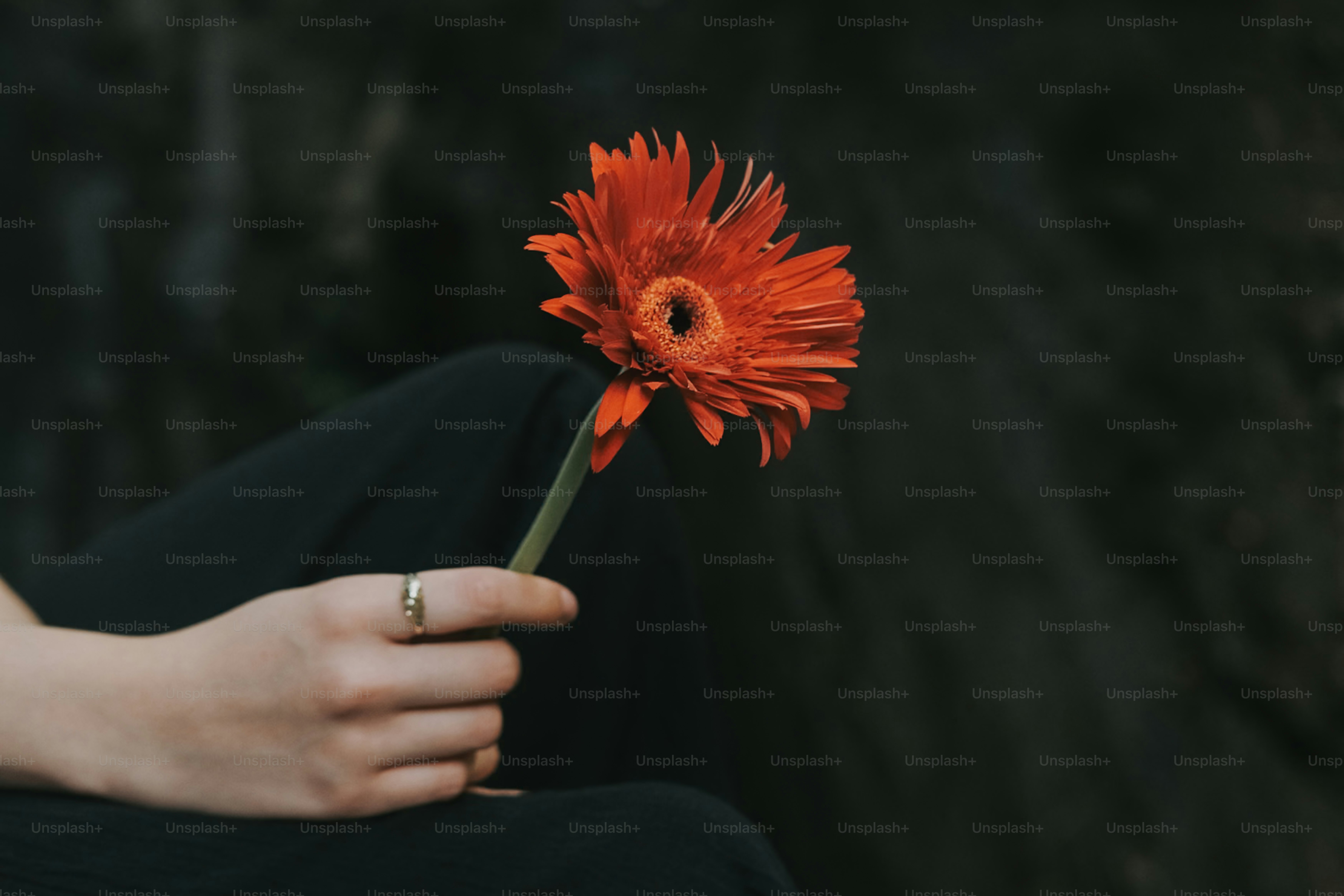 A hand holds a vibrant red flower.