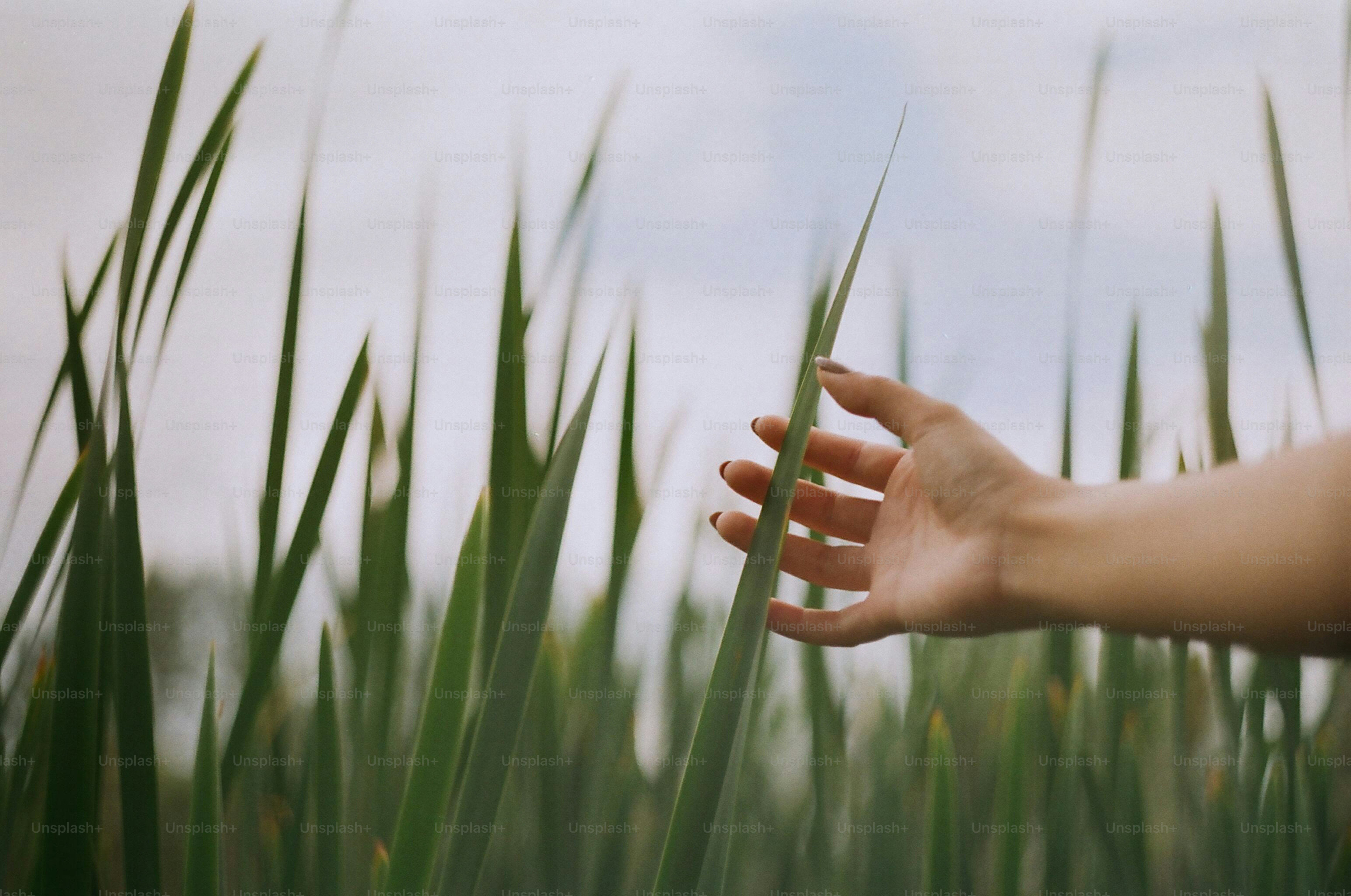 Hand reaches for a tall blade of grass.