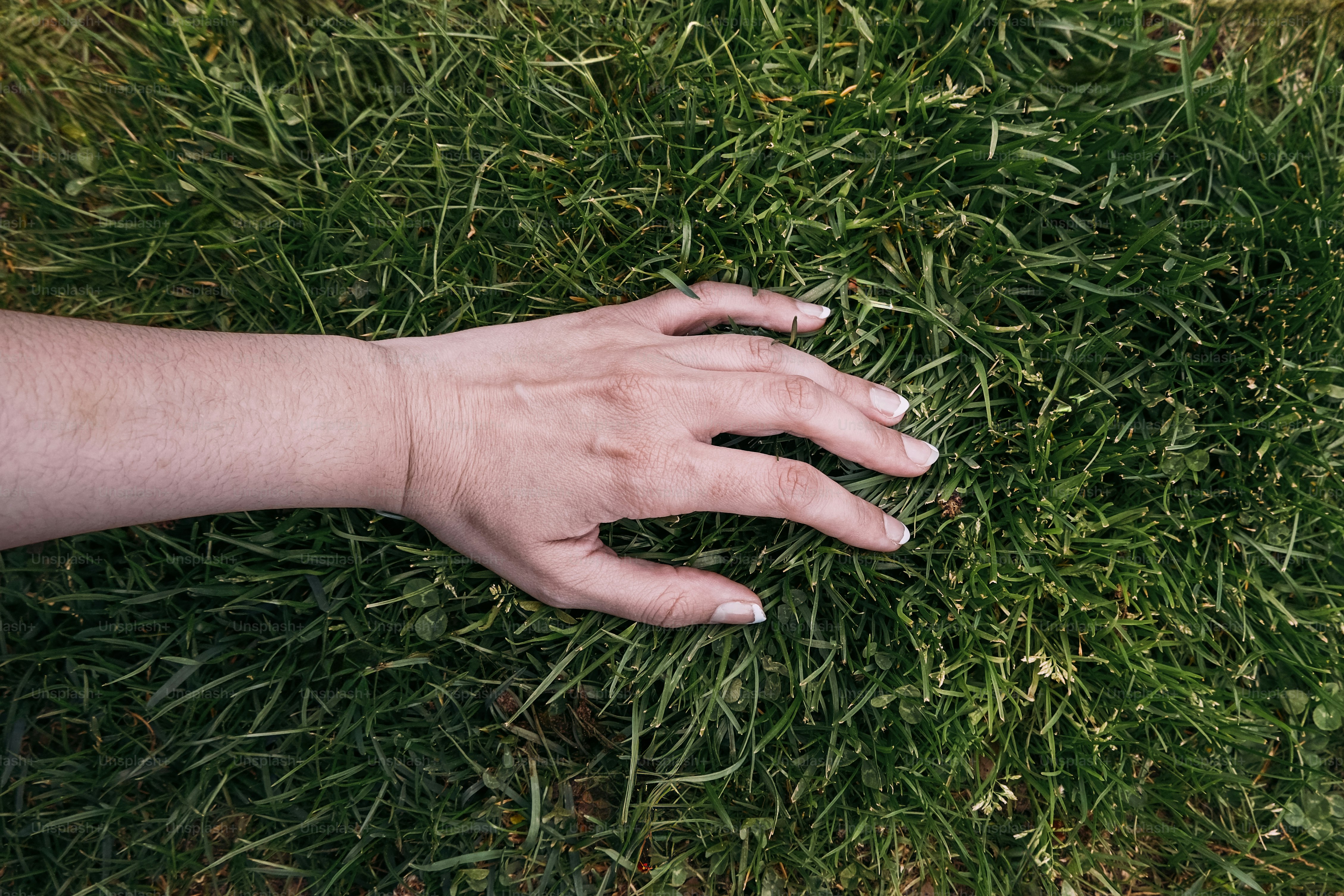 A hand gently touches lush green grass.