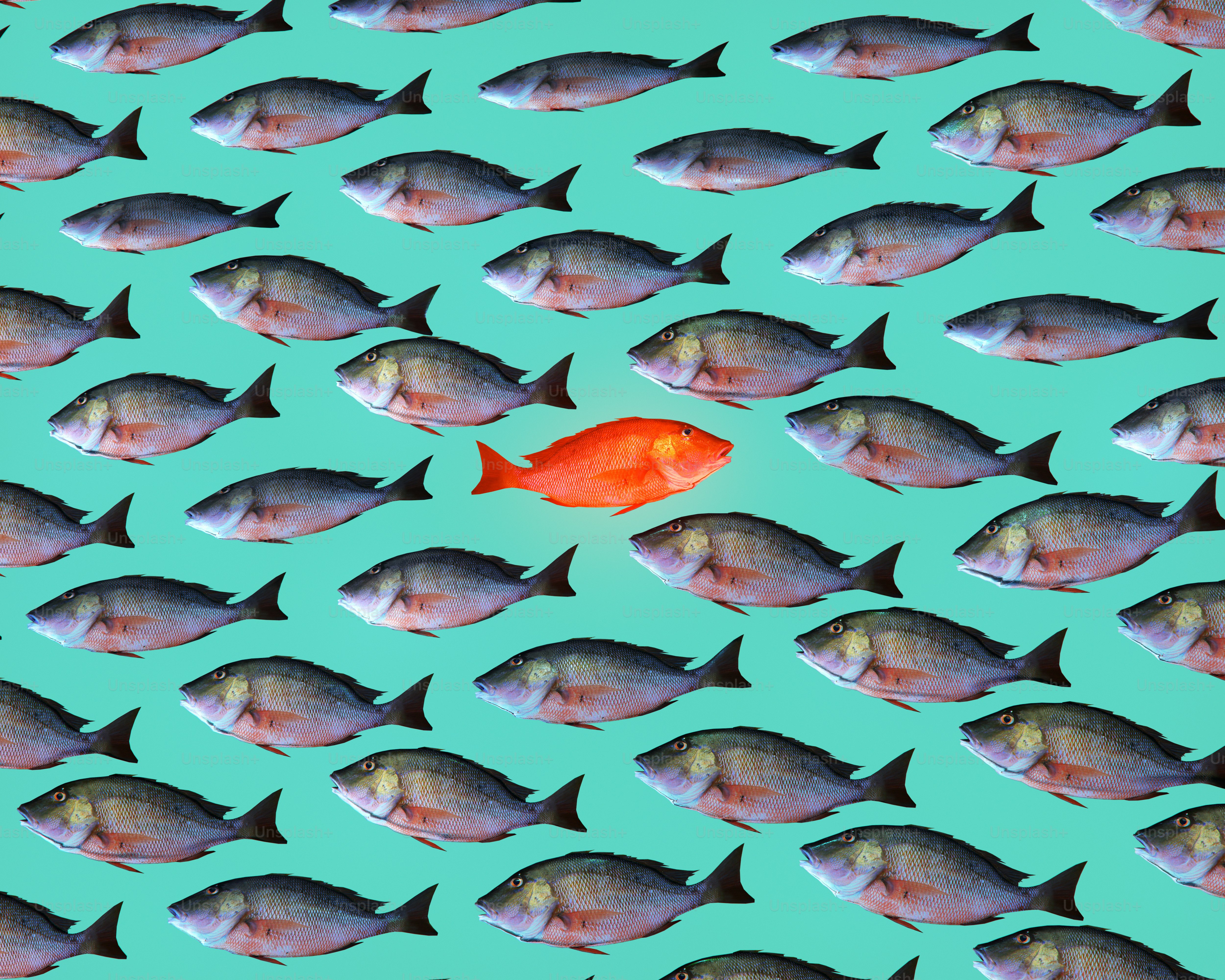 A red fish stands out among others.