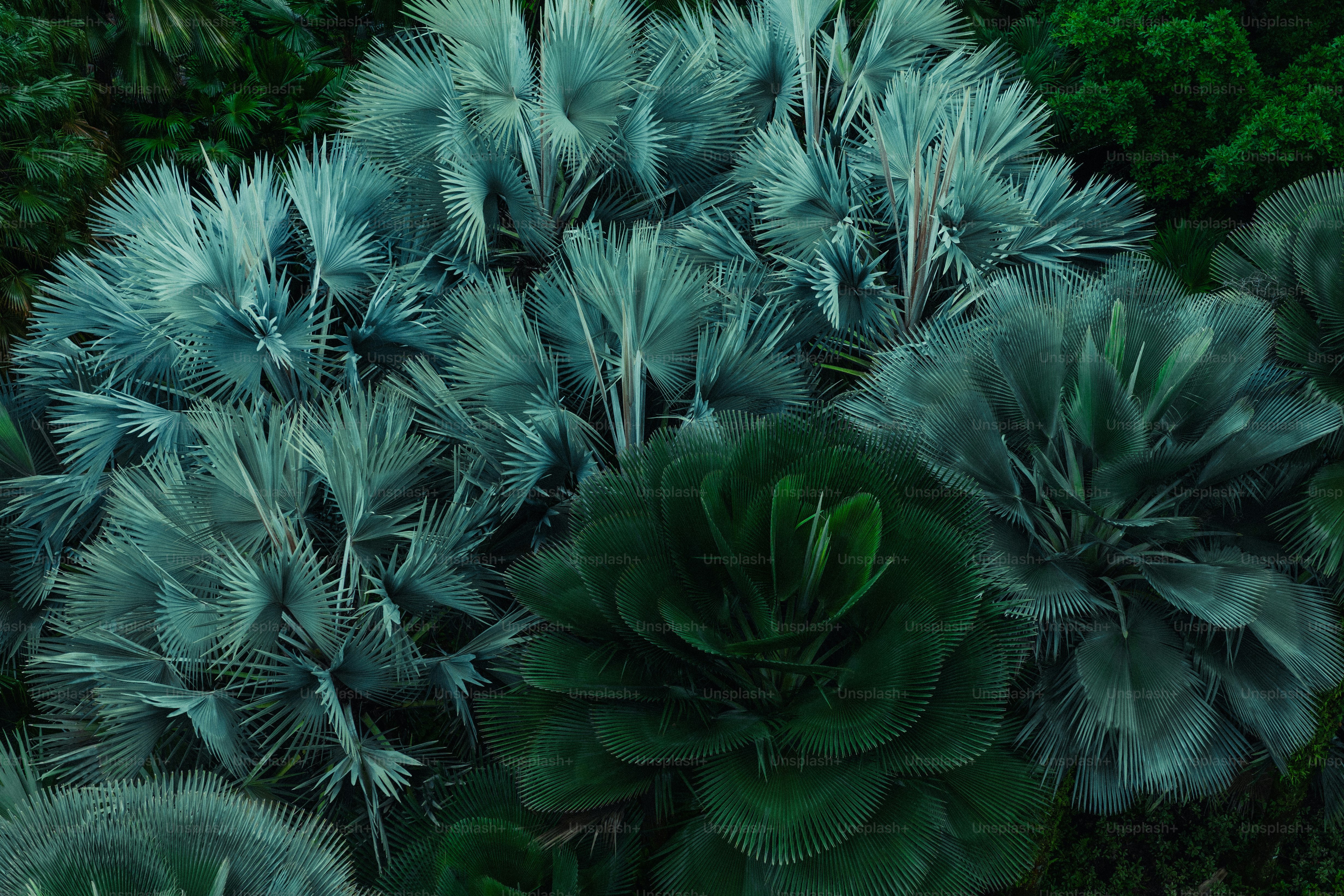 Nella foto sono mostrate piante verdi e blu.