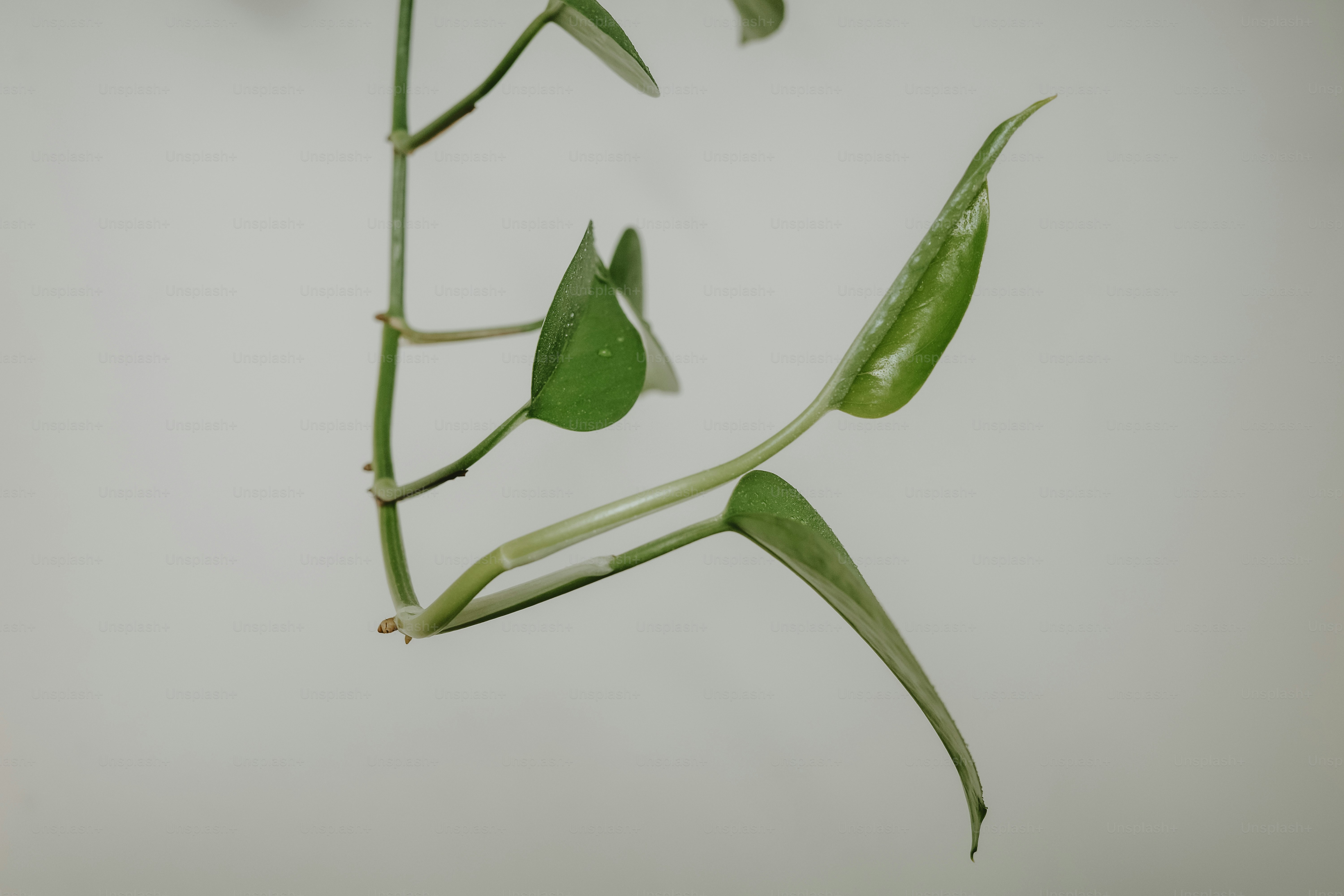 Voici une légende : des feuilles de plantes vertes sur un fond blanc uni.