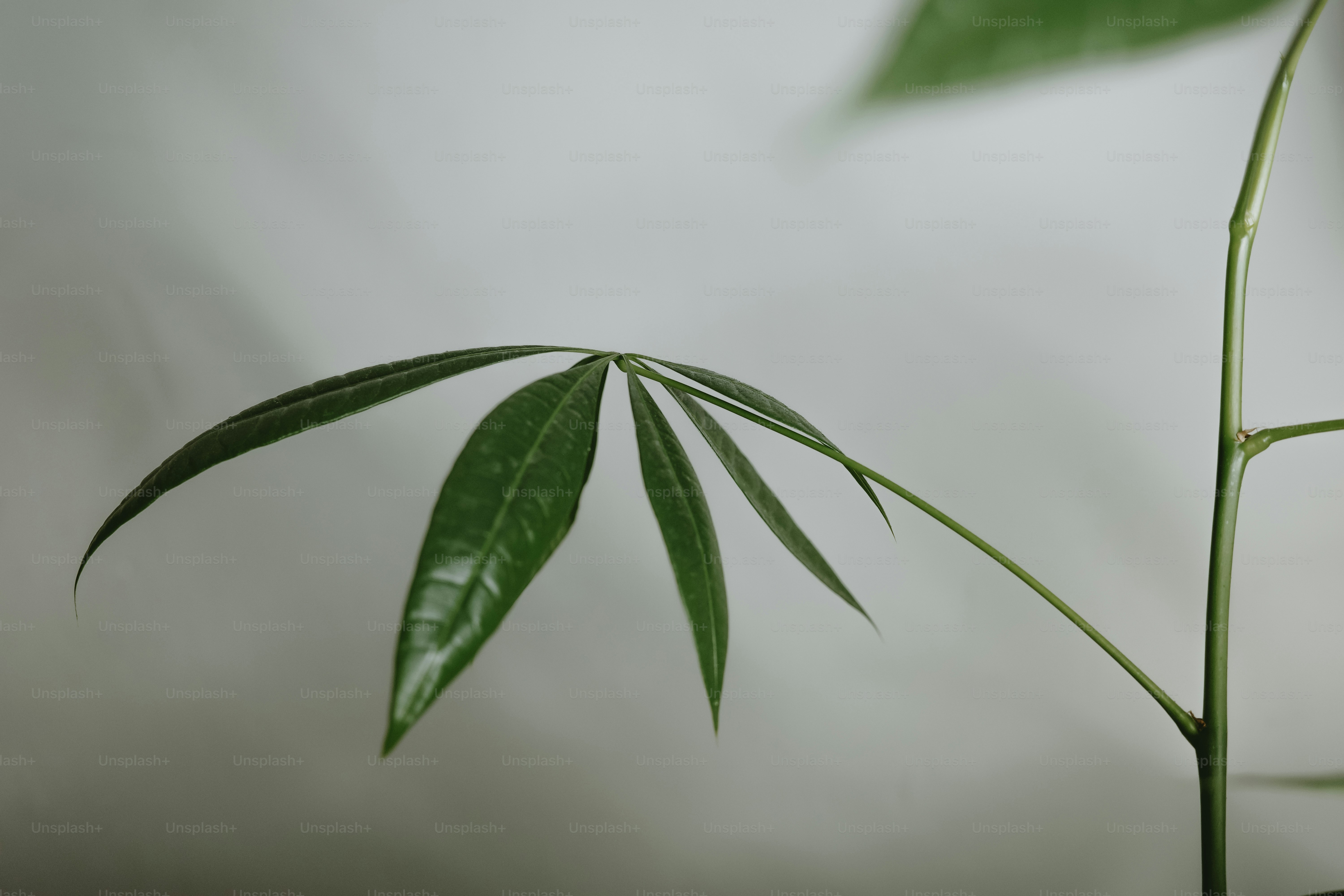 A plant's leaf is displayed against a white background.