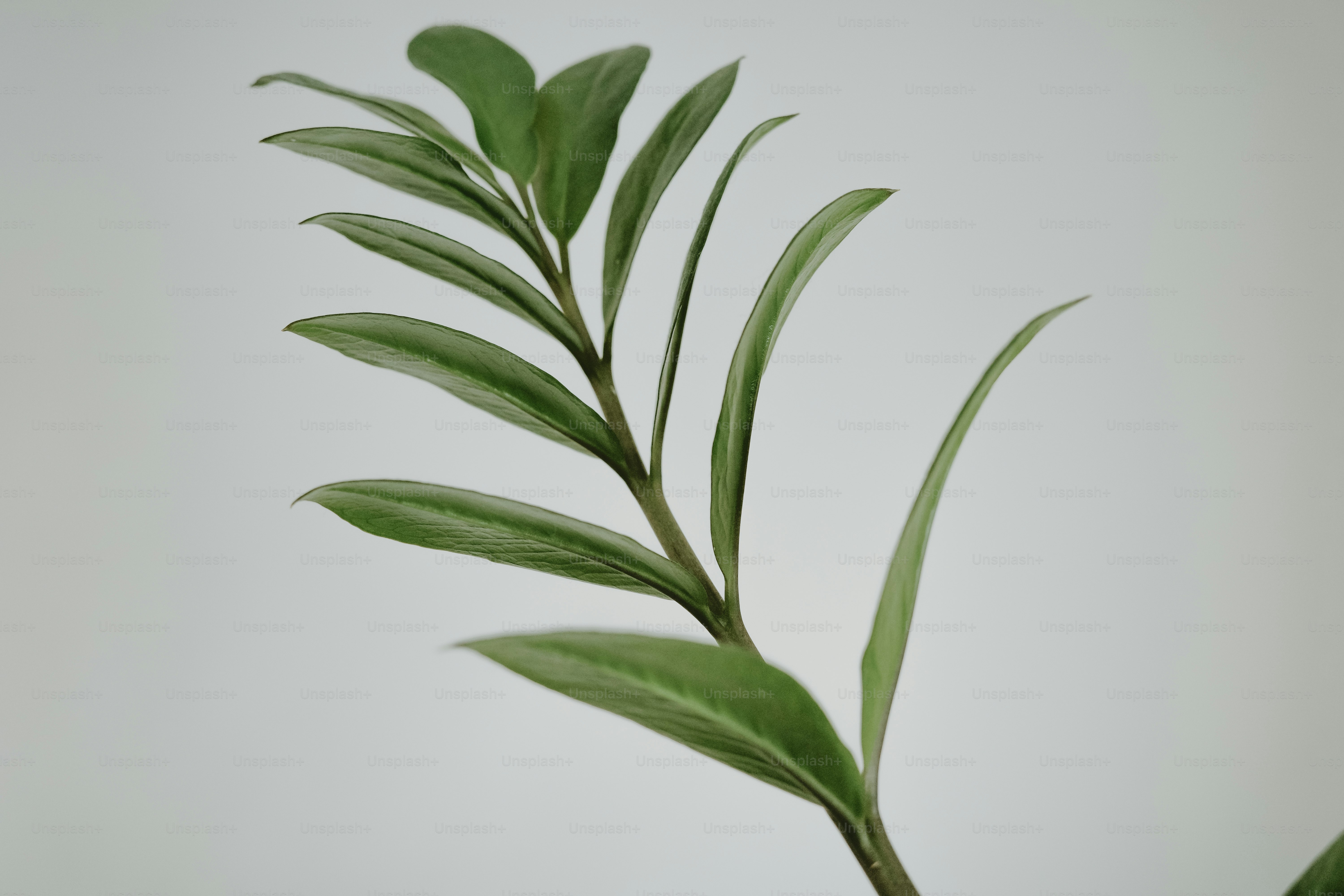 Green plant leaves are shown against a white background.
