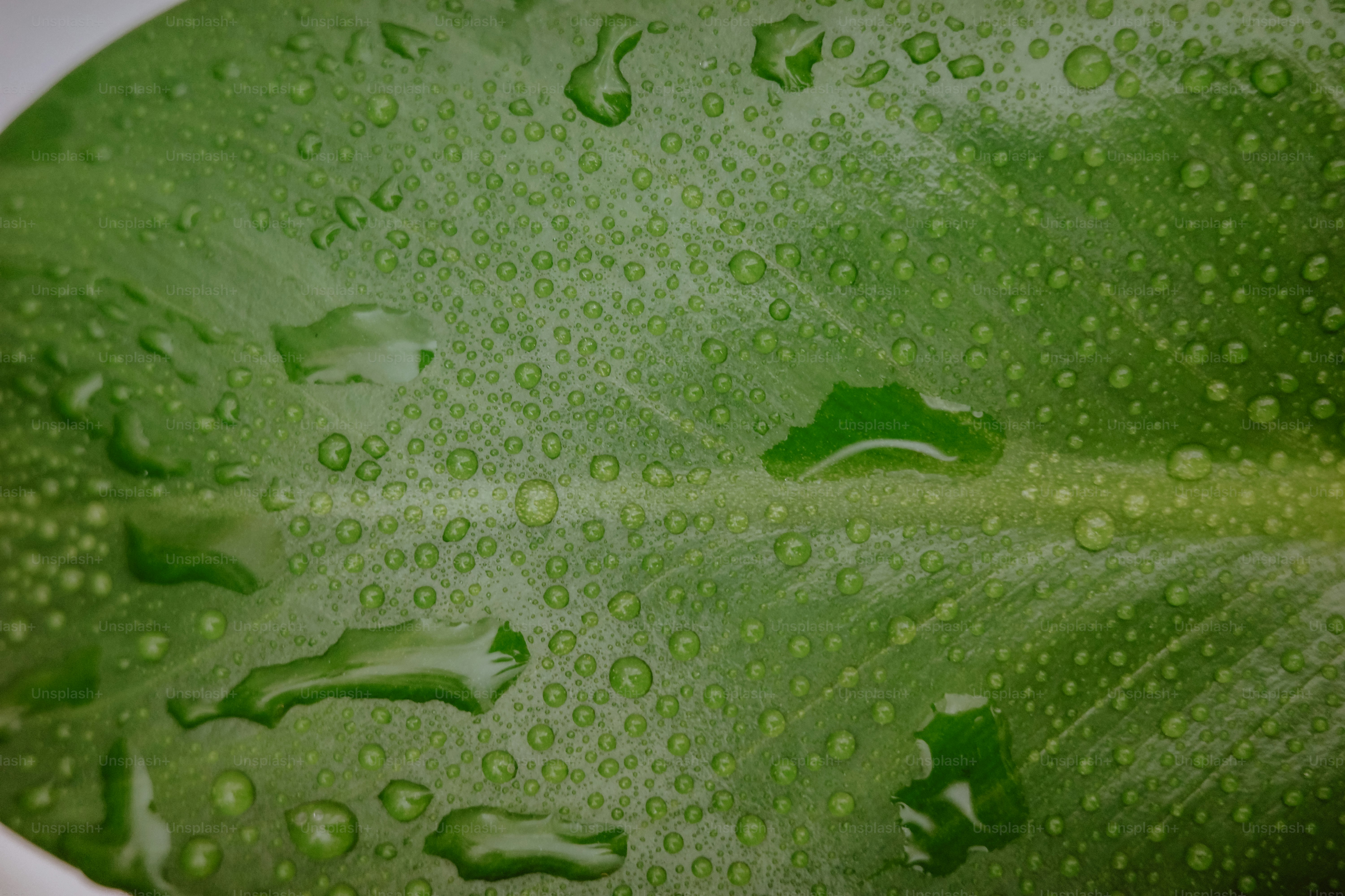 Une feuille verte affiche des gouttelettes d’eau.