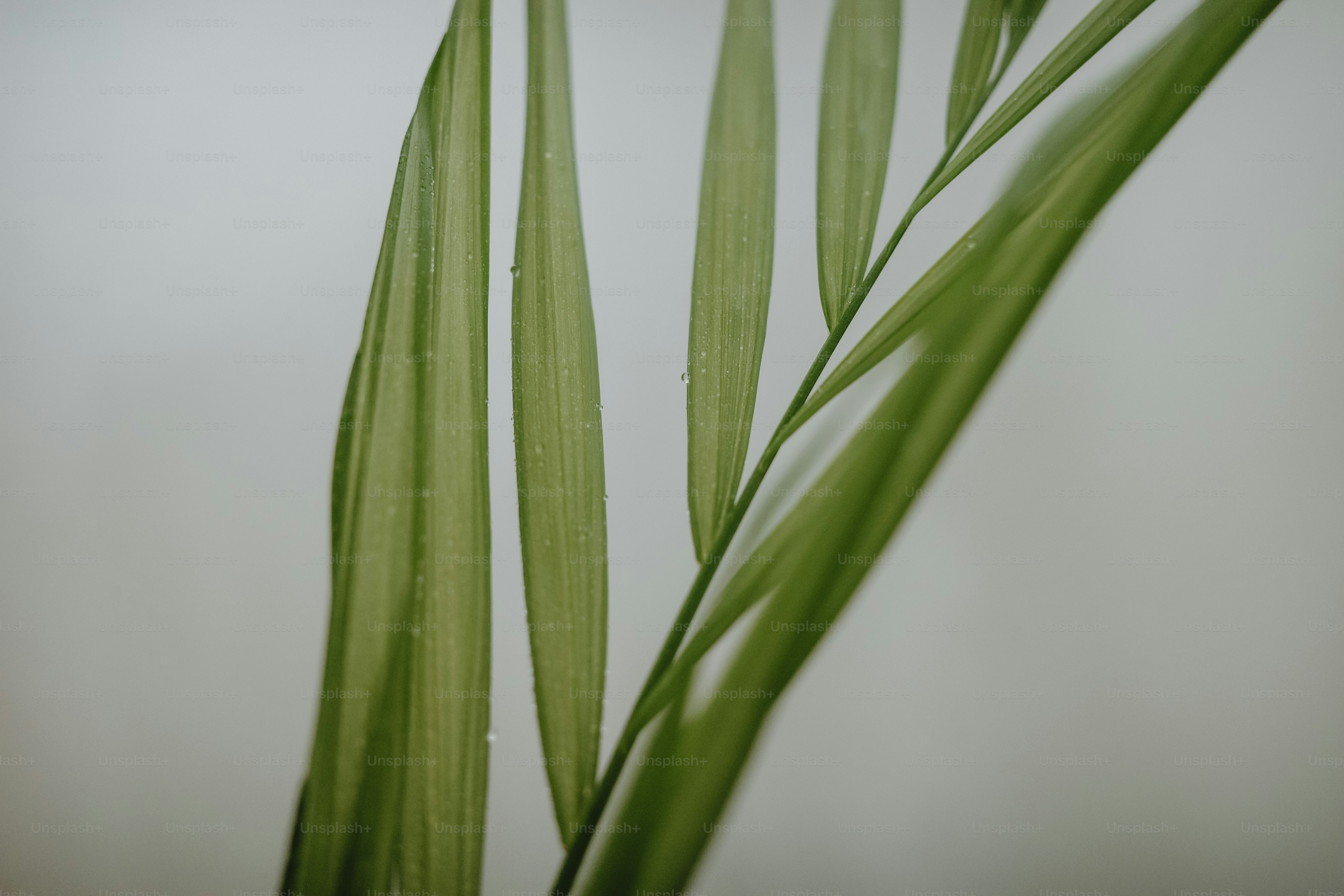 緑色の細長い葉 長く細い葉を持つ緑の植物の接写の写真 – Unsplashの植物の無料画像