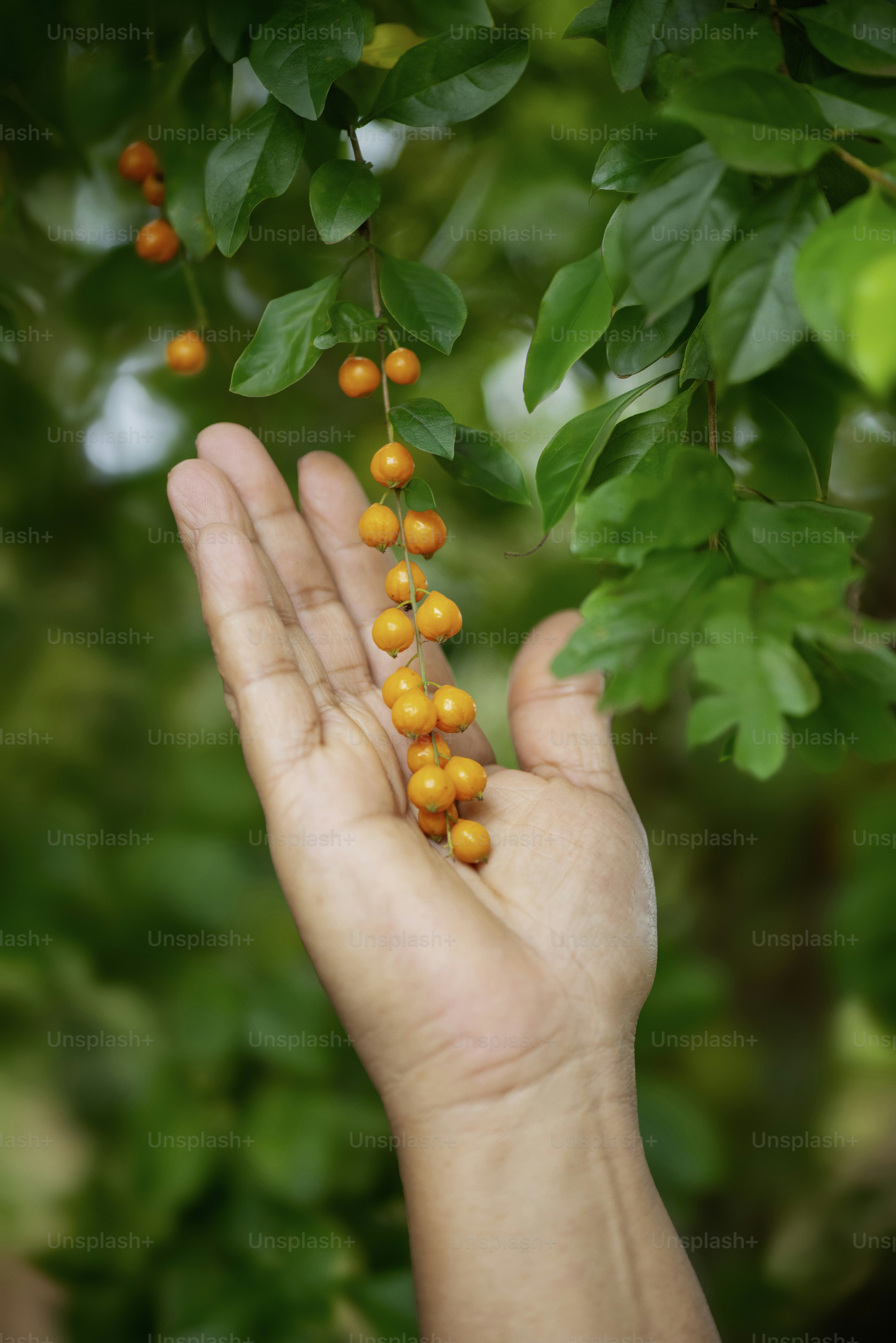 A hand holds a bunch of bright orange berries.