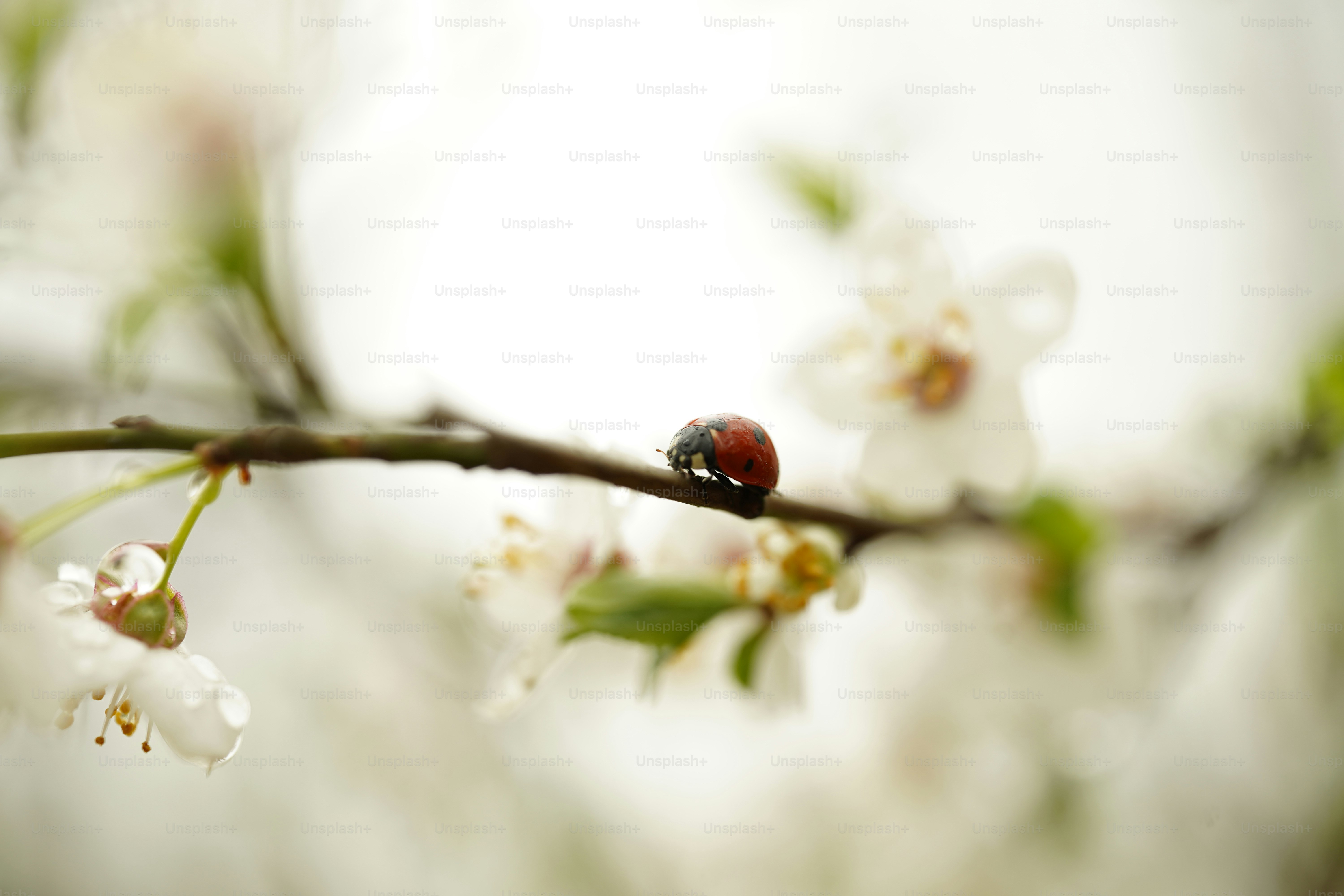 Uma joaninha repousa sobre um galho de flor.