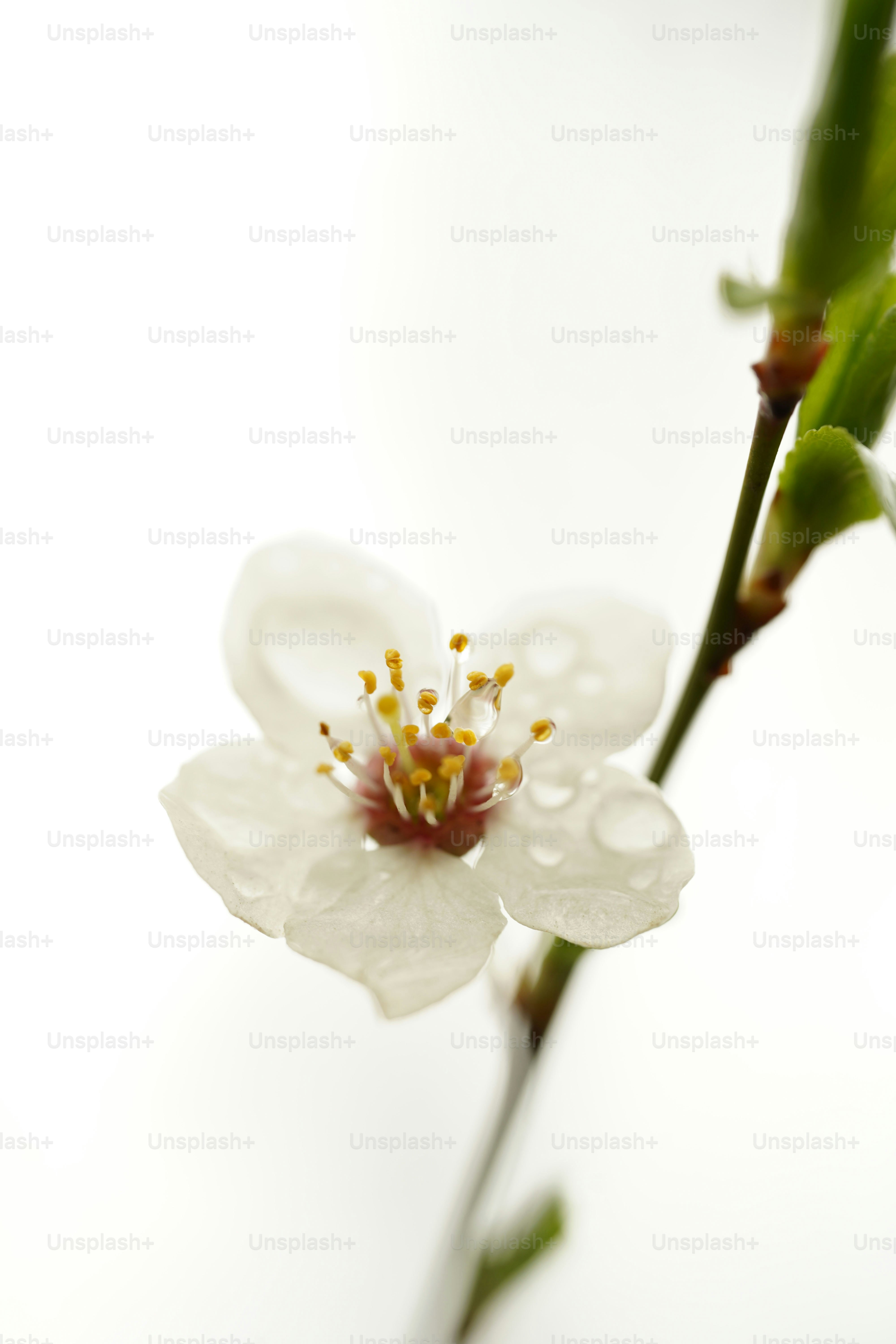 A white flower with water droplets.