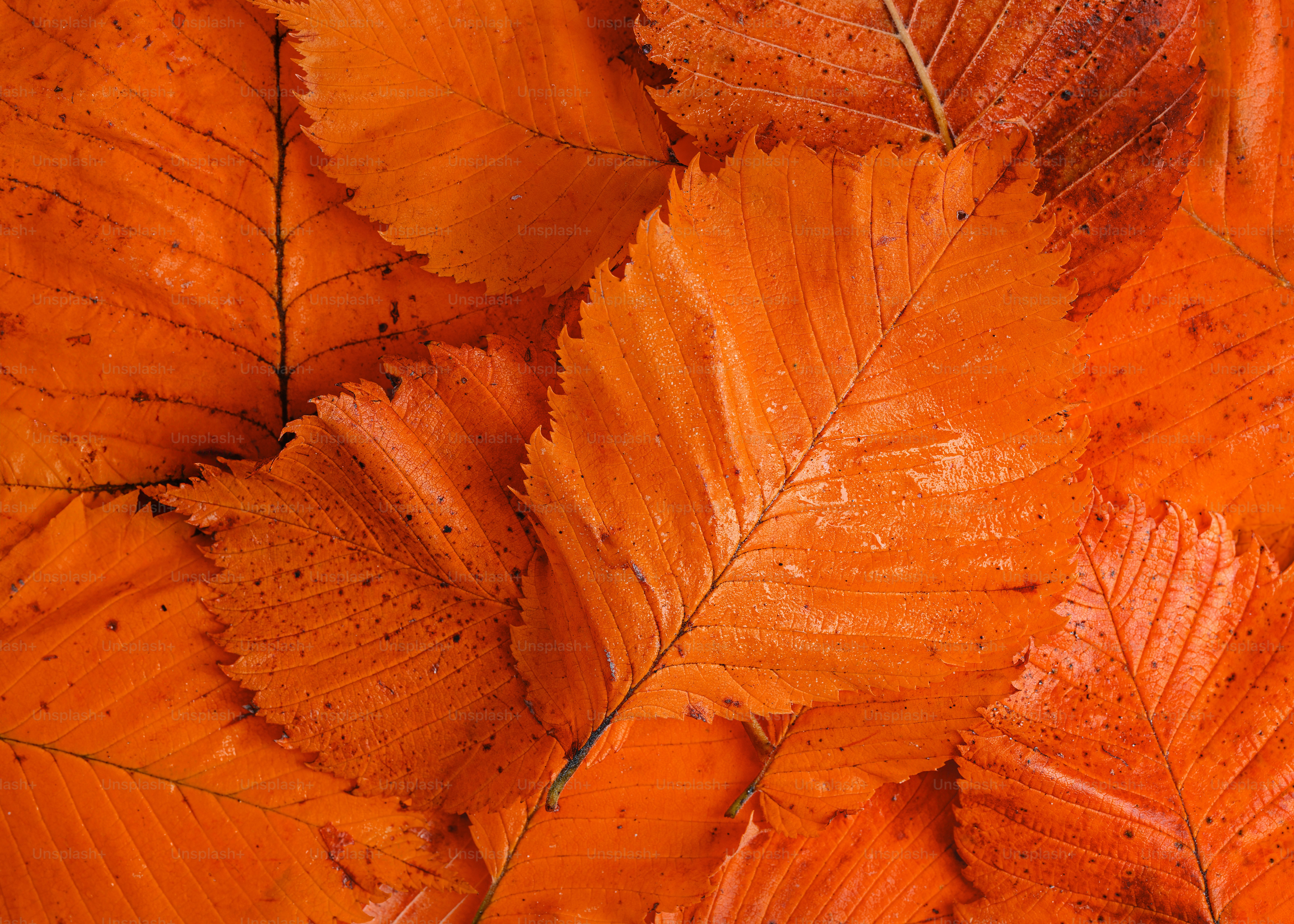 Orange leaves fill the image's frame.