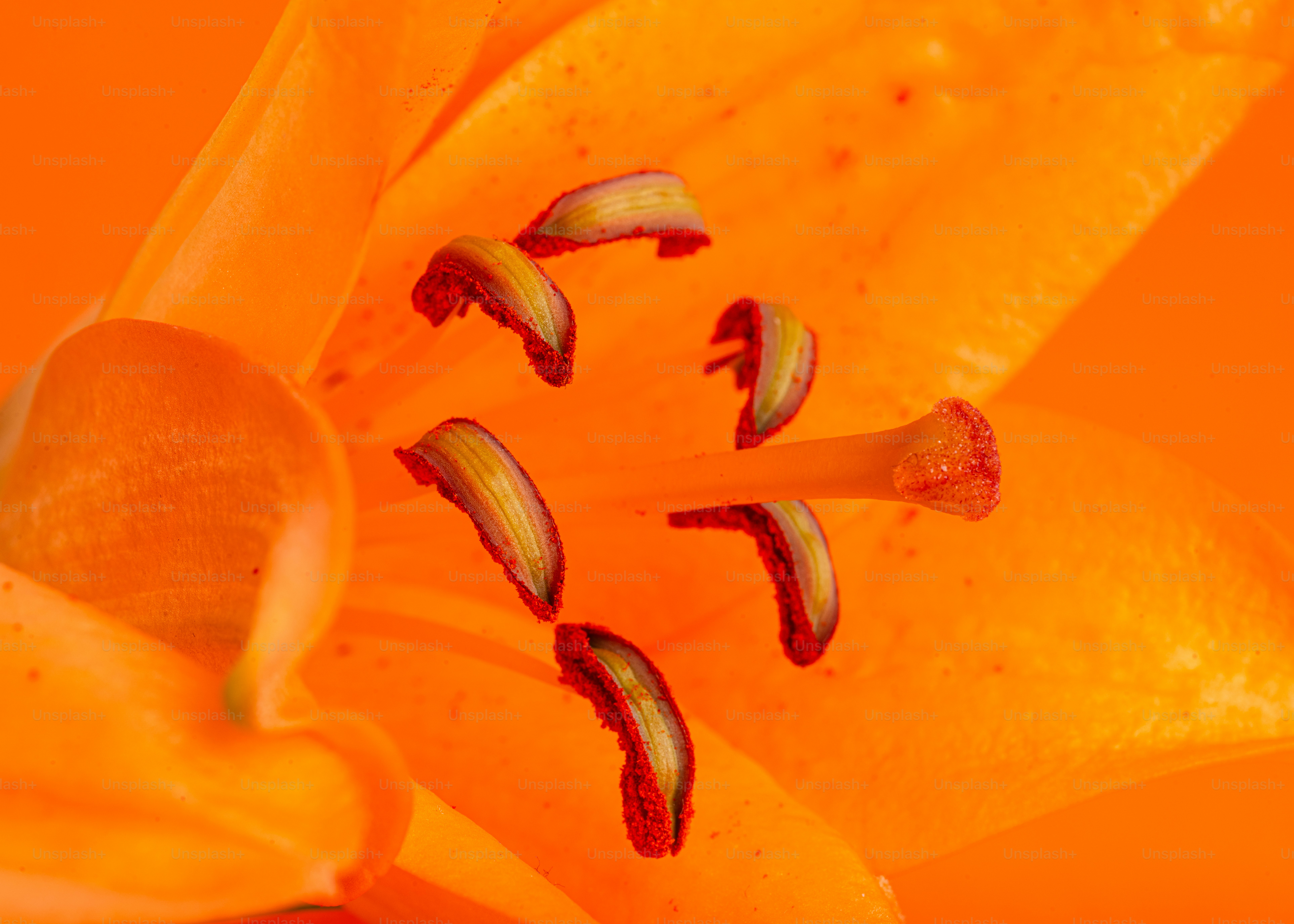 Estame e pétala de lírio laranja de perto.