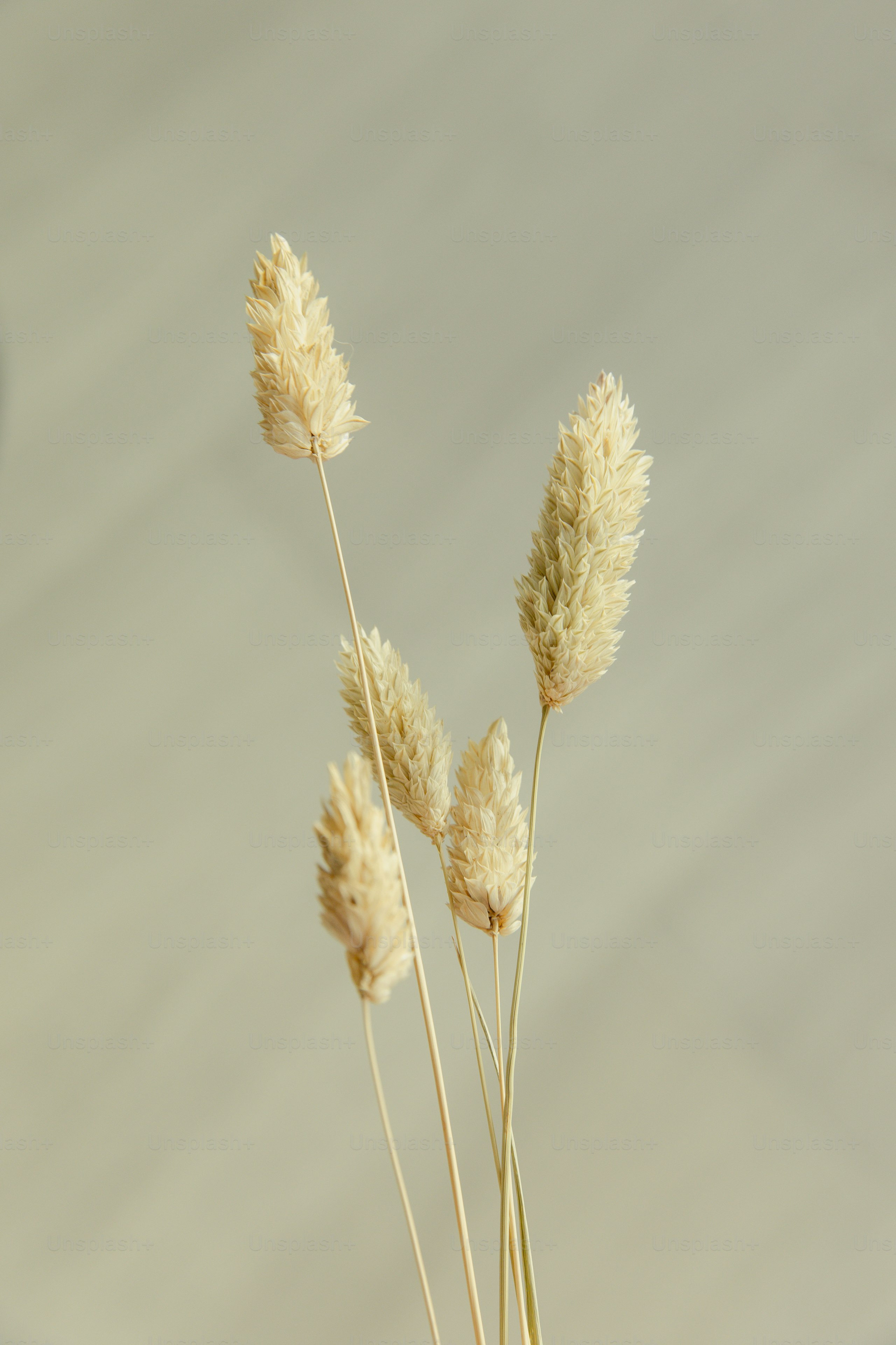 Dried flowers are artfully arranged.