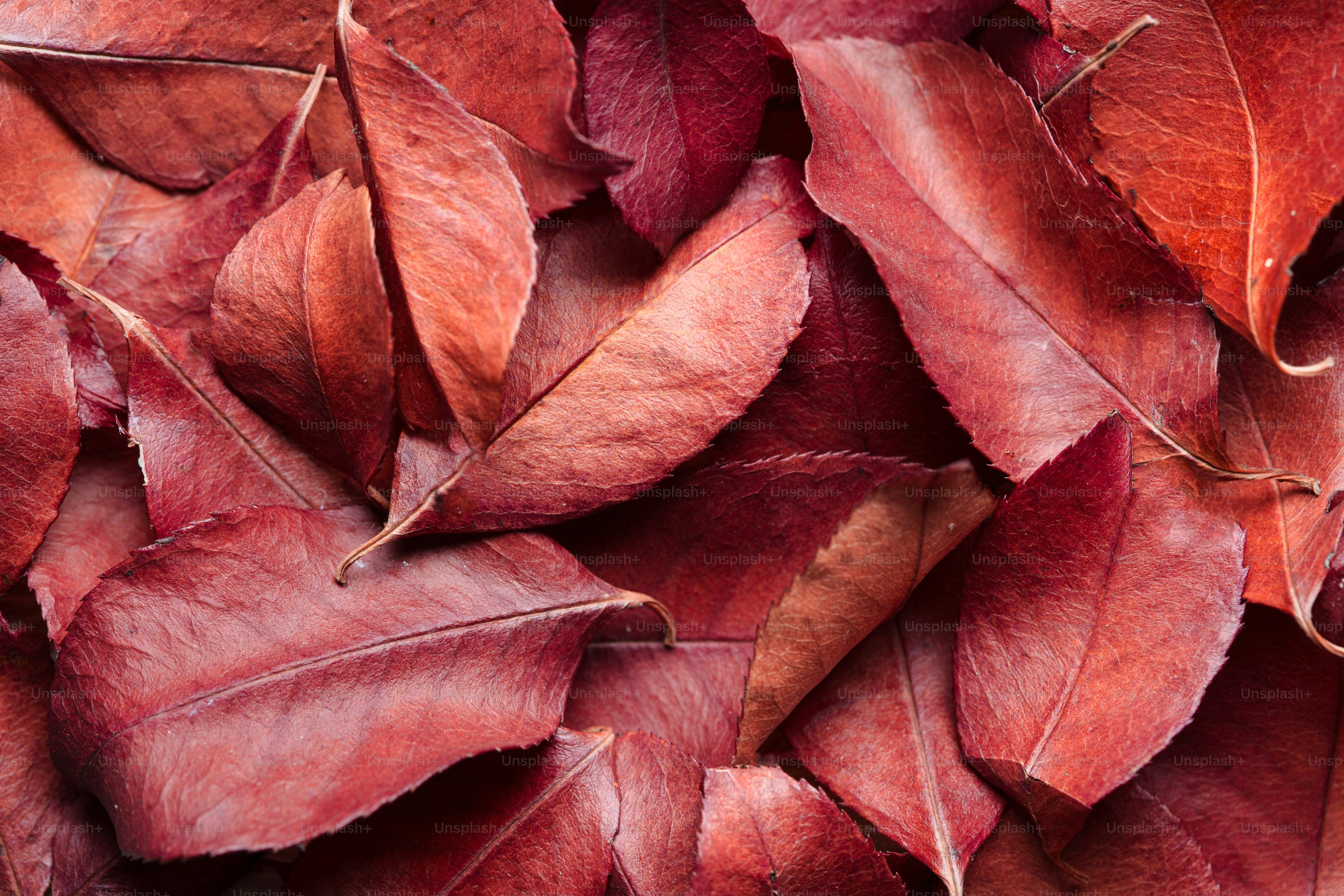 Le foglie rosse giacevano sparse.