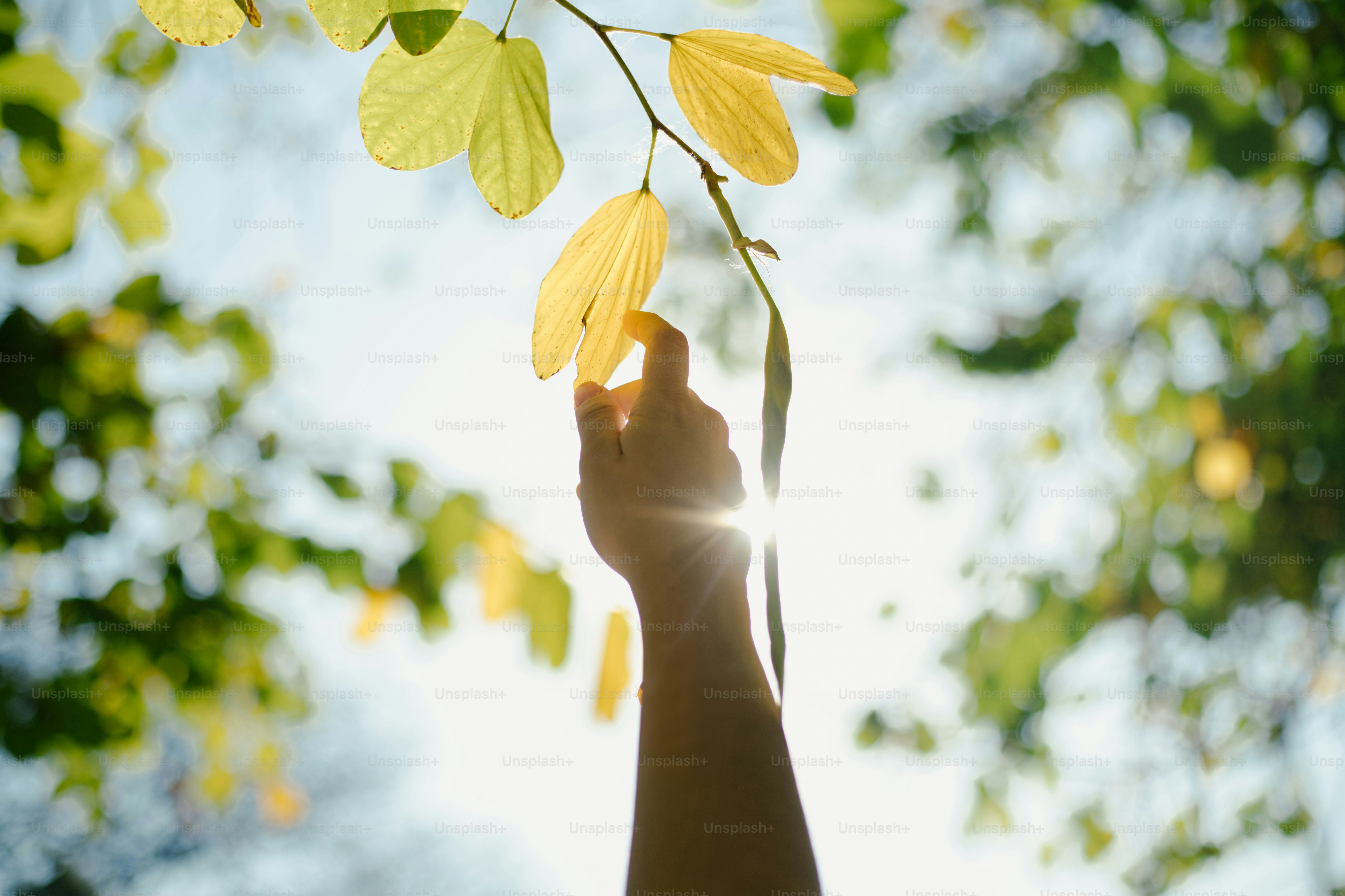 A hand reaches for leaves in the sunlight.