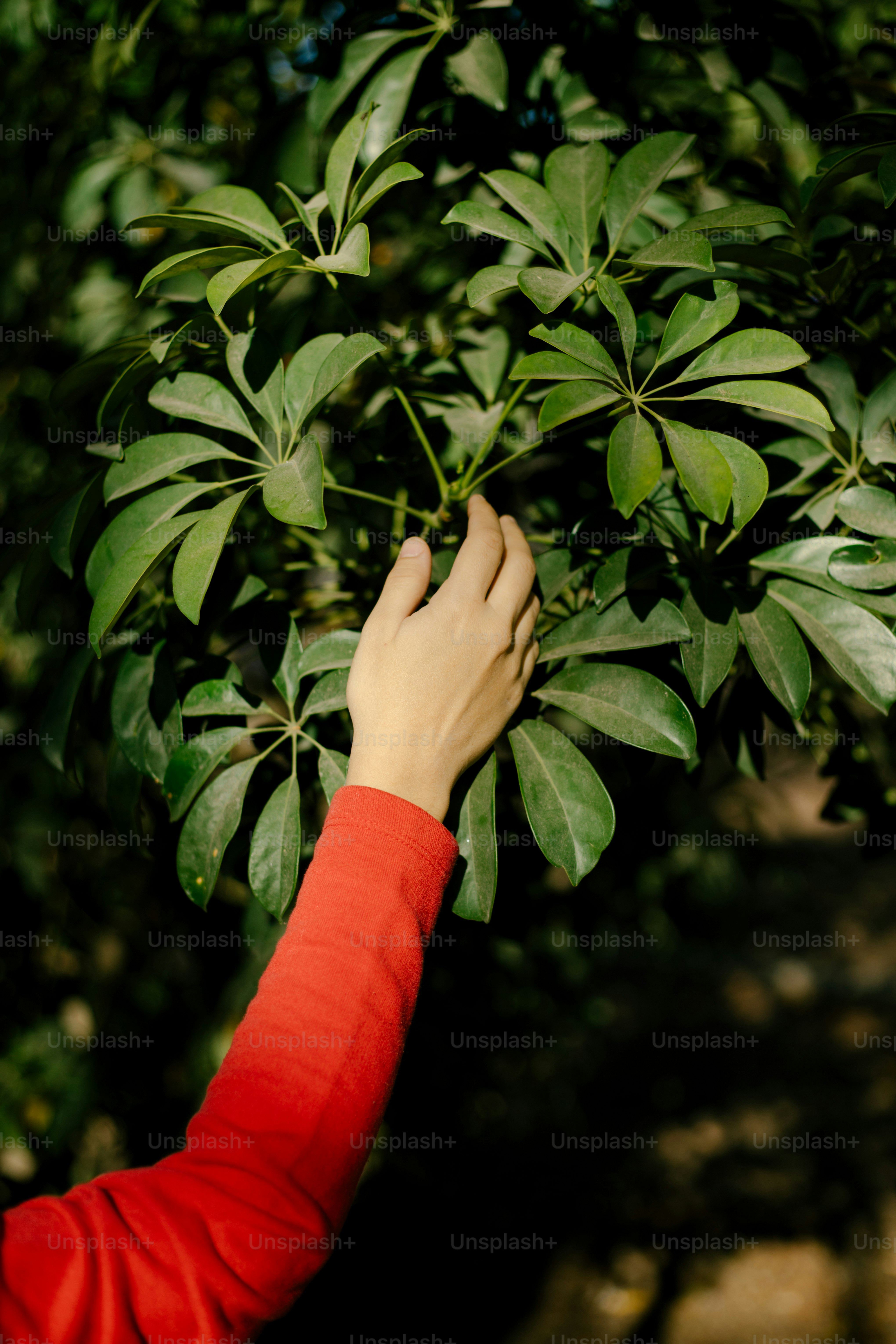A hand reaches out towards a lush plant.