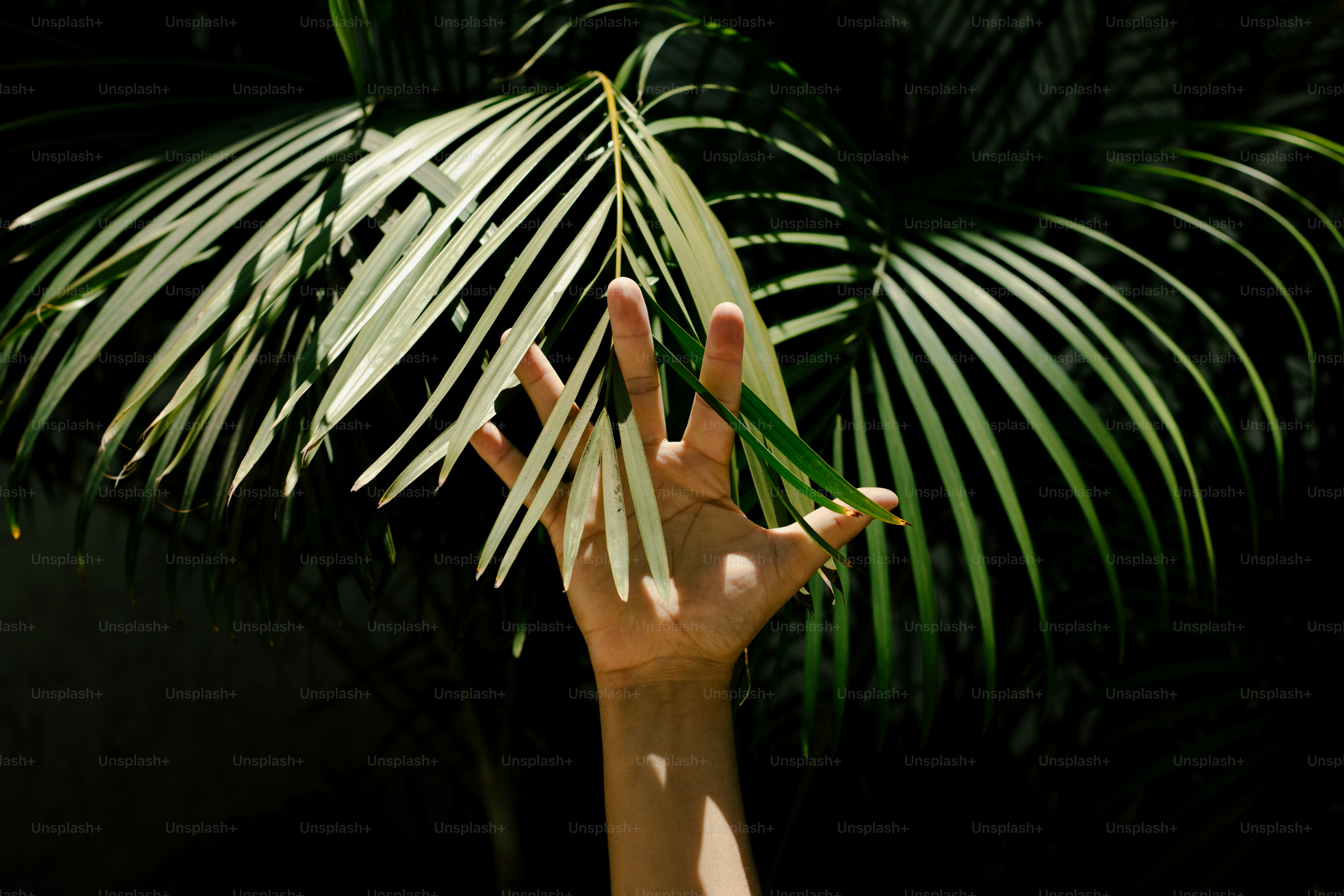 A hand holds a palm leaf.