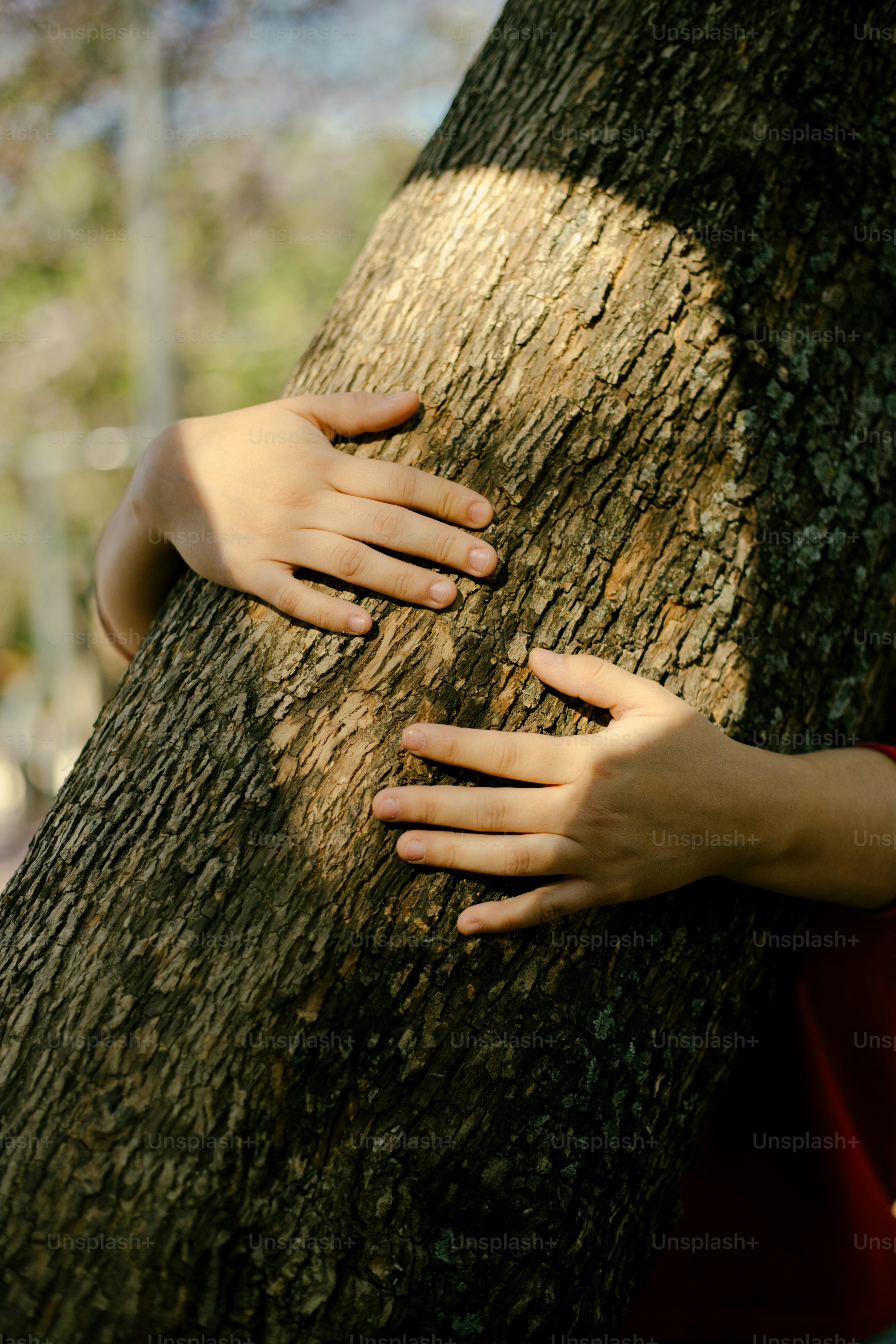 Hands hugging a tree's textured trunk.