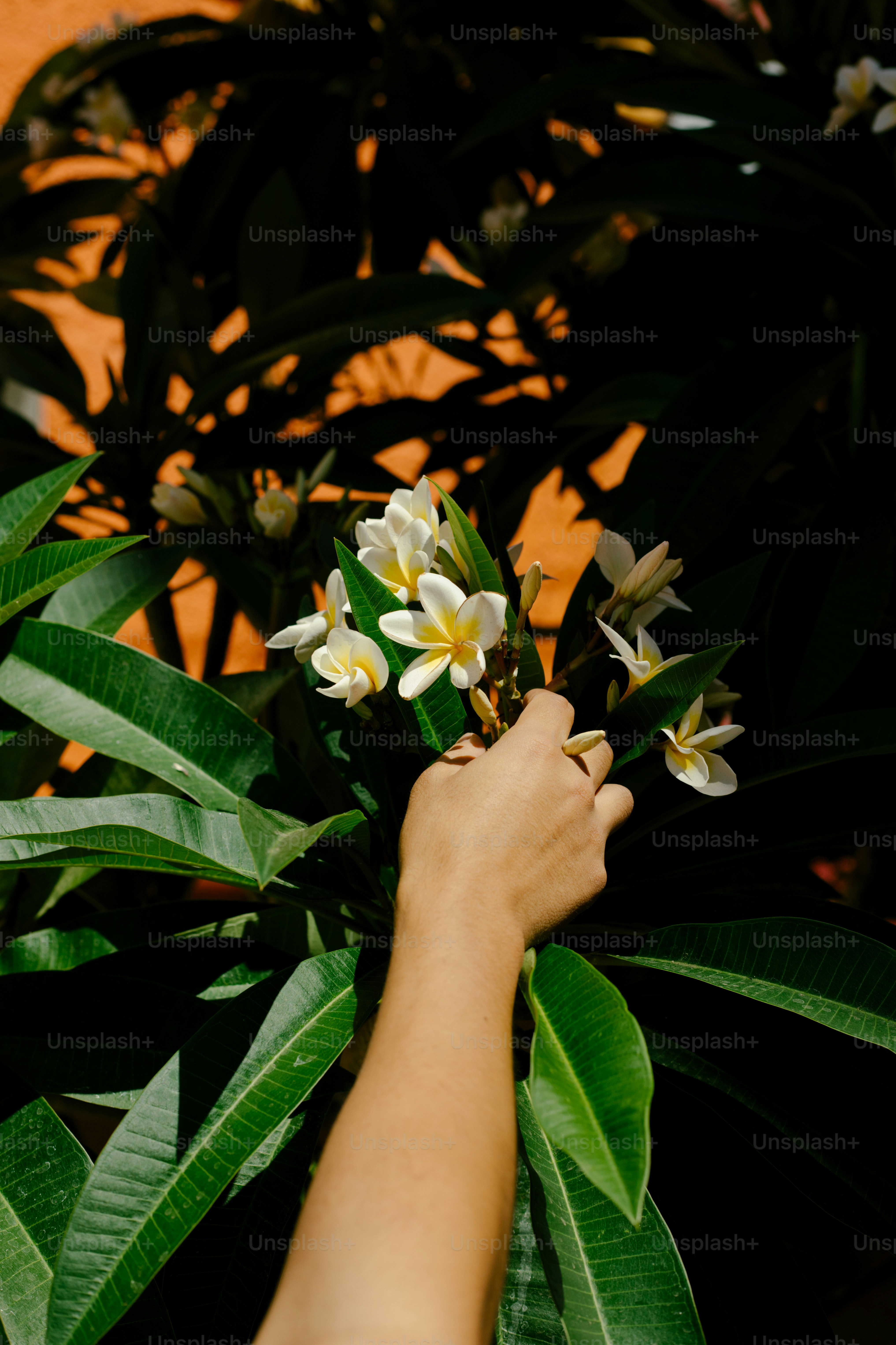 A hand is gently picking flowers.