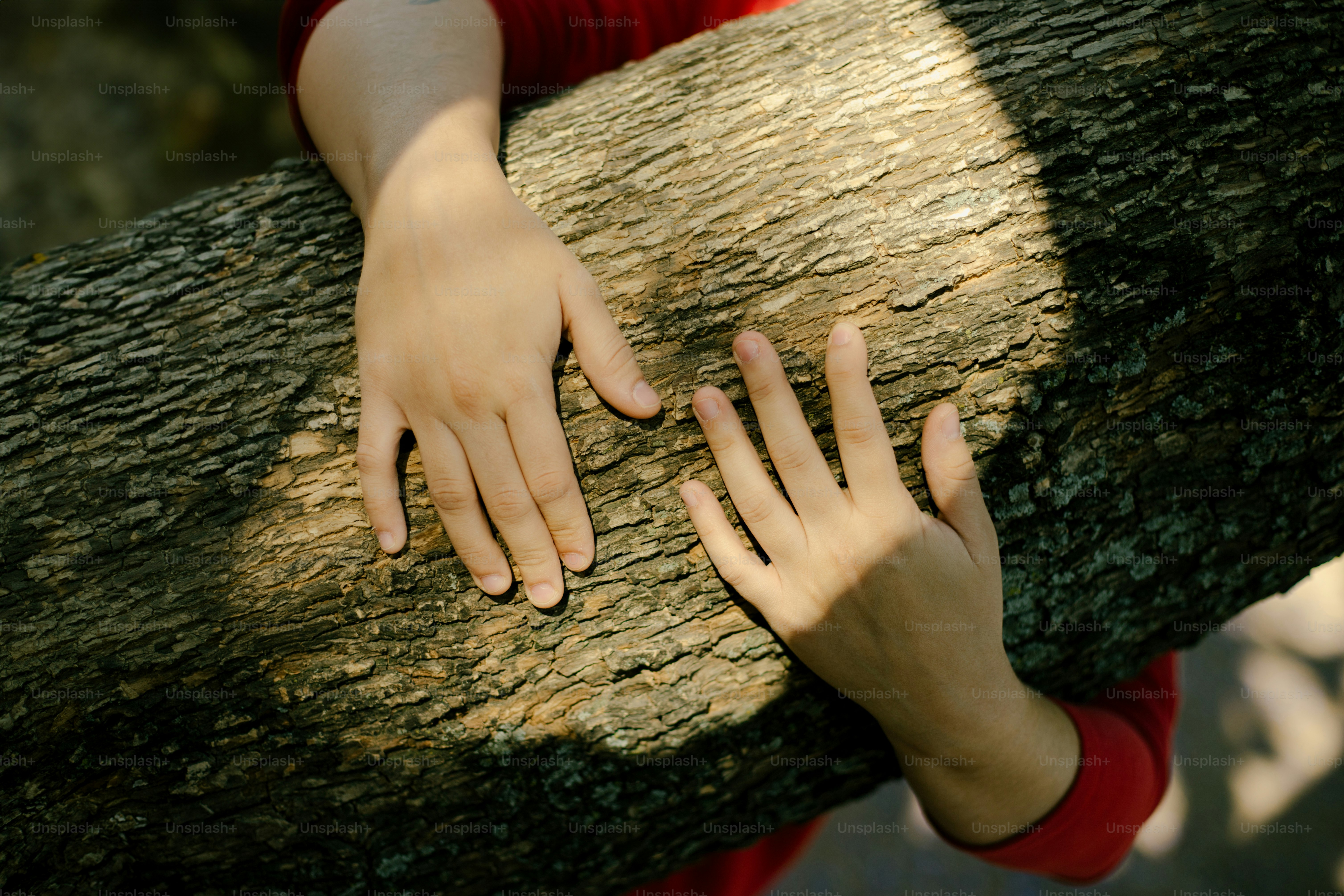 Hands are gently touching a tree branch.