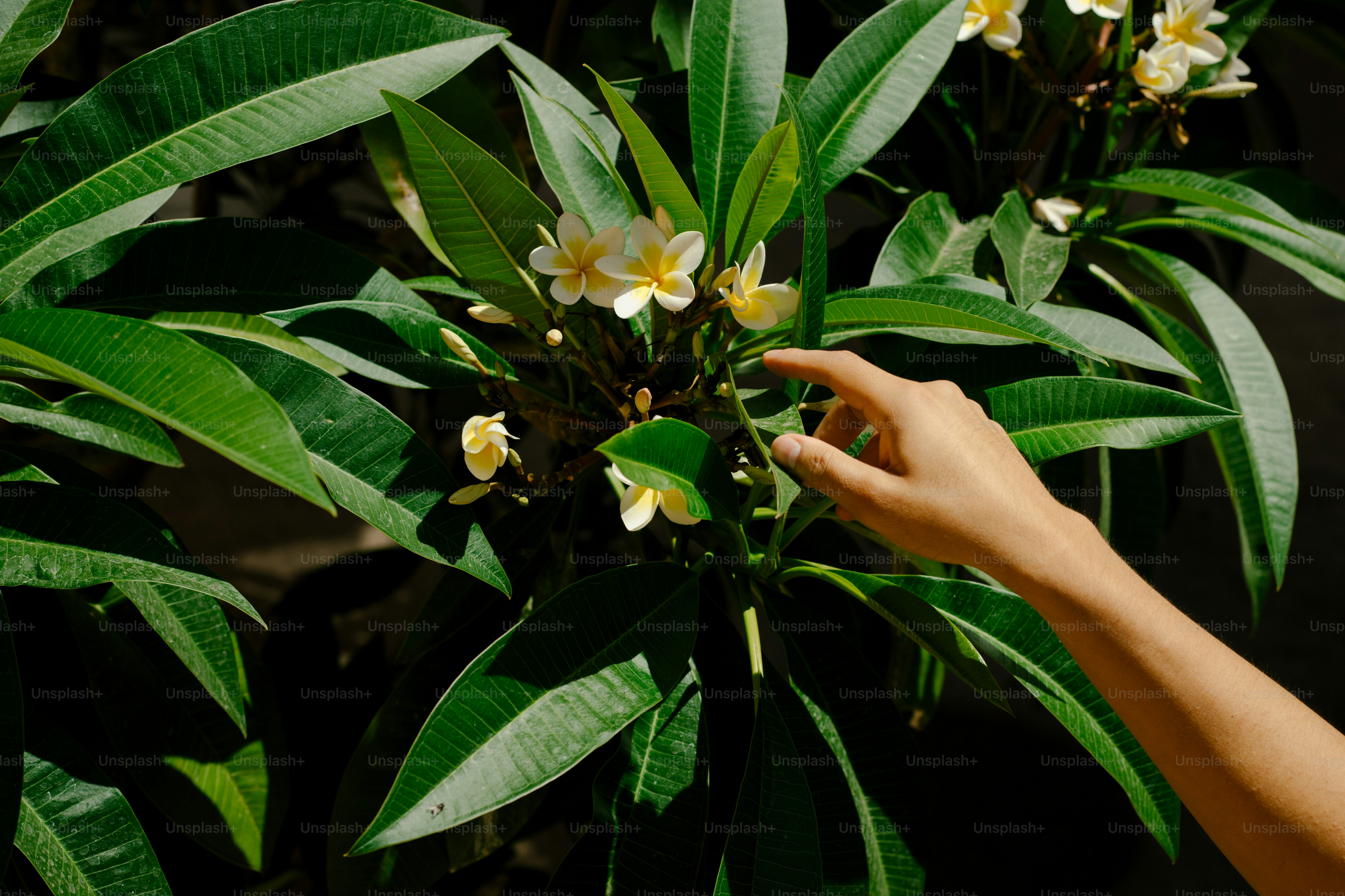 A hand touches delicate plumeria flowers.