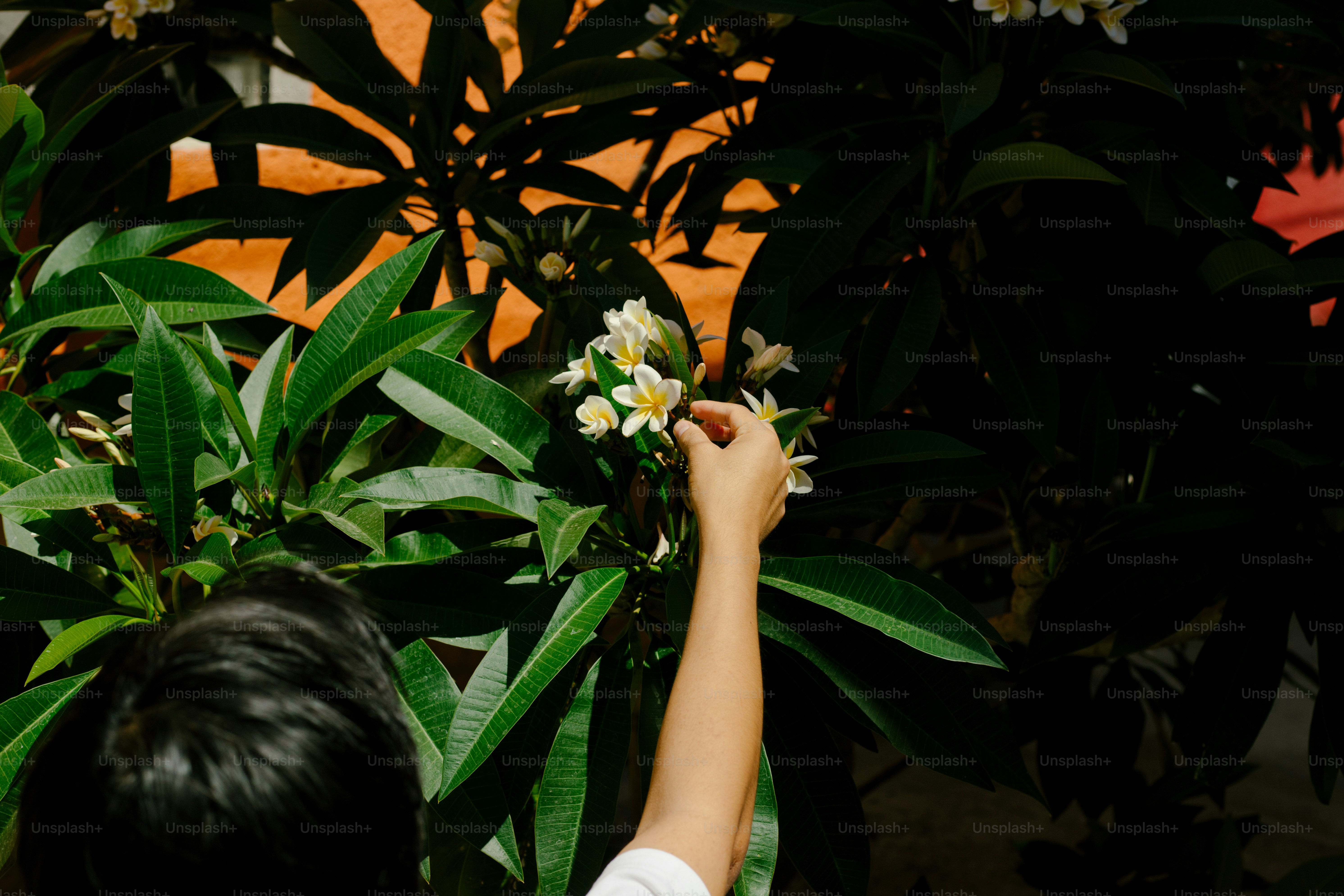 Pessoa alcança flores em um arbusto verde.