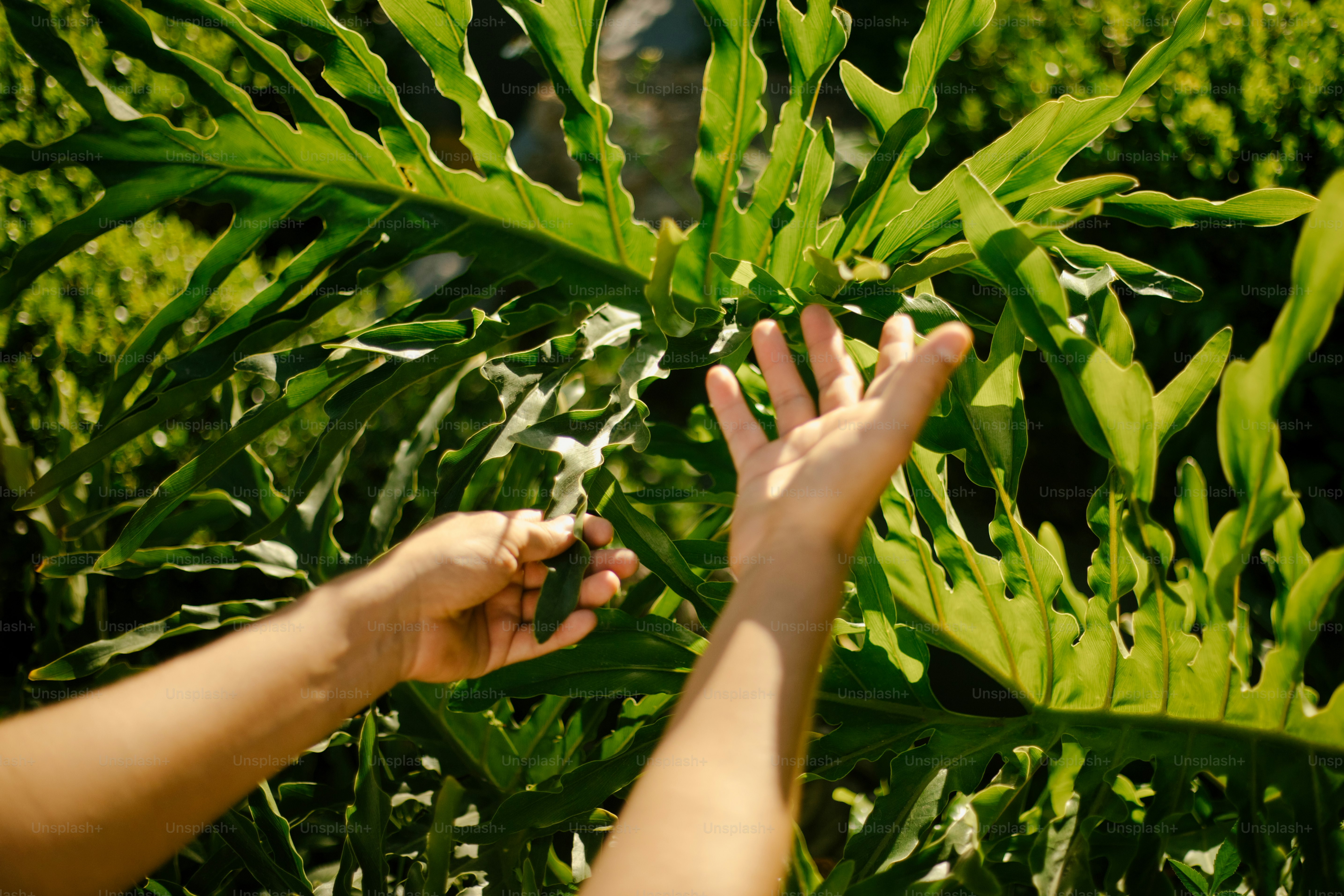 Hands reach toward large, leafy plant foliage.