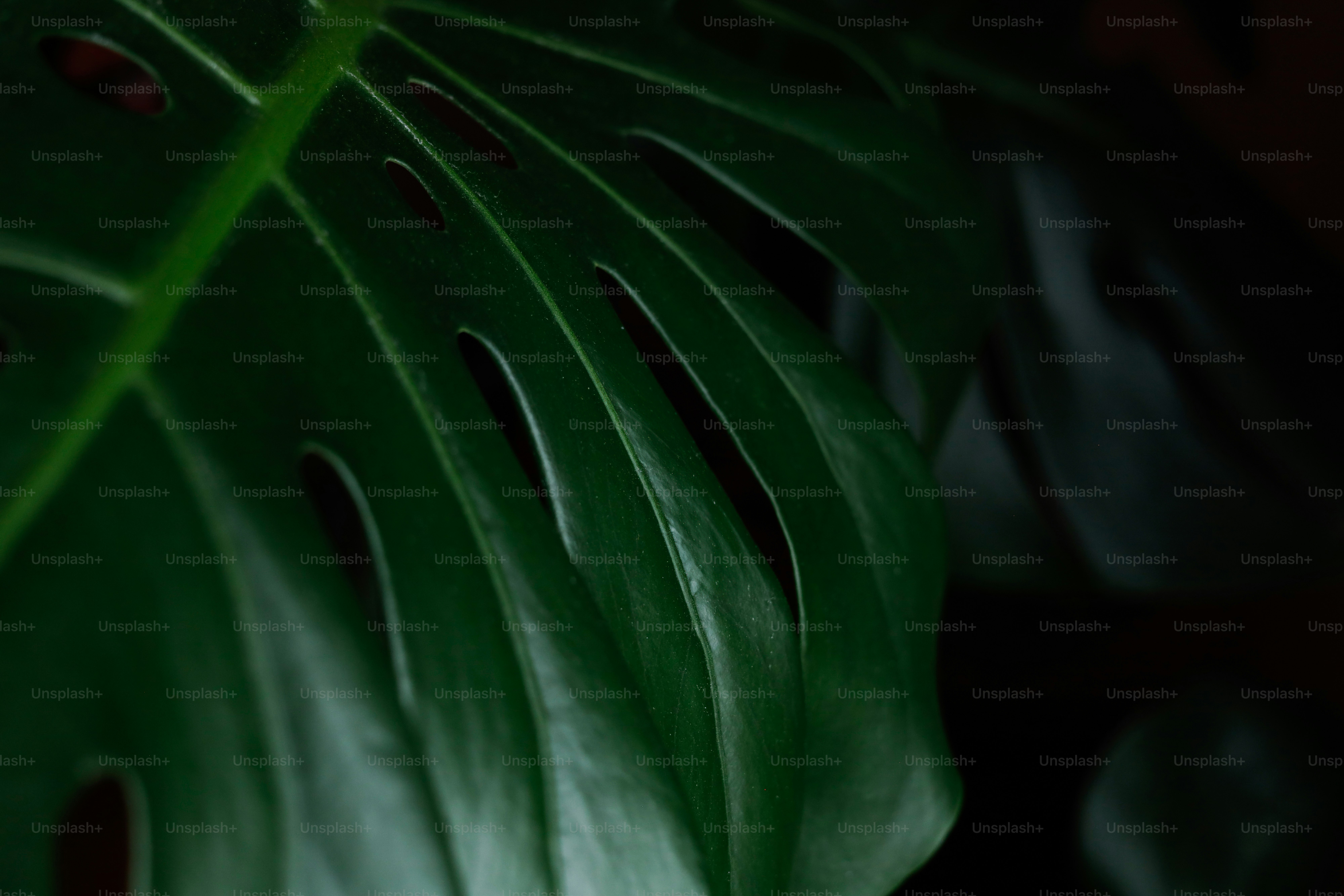 Um close-up de uma folha vibrante de monstera.