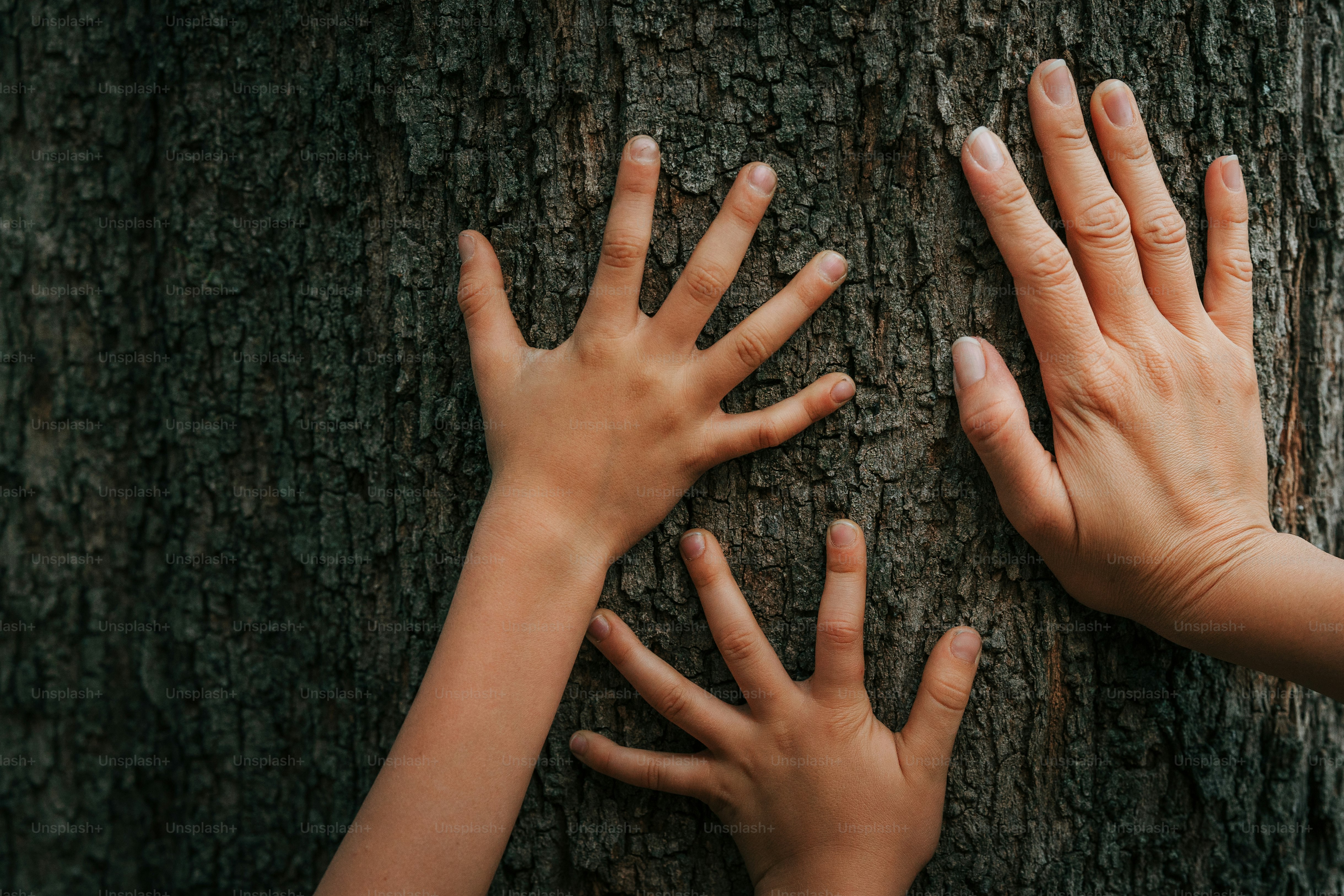Hands of different sizes touch tree bark.