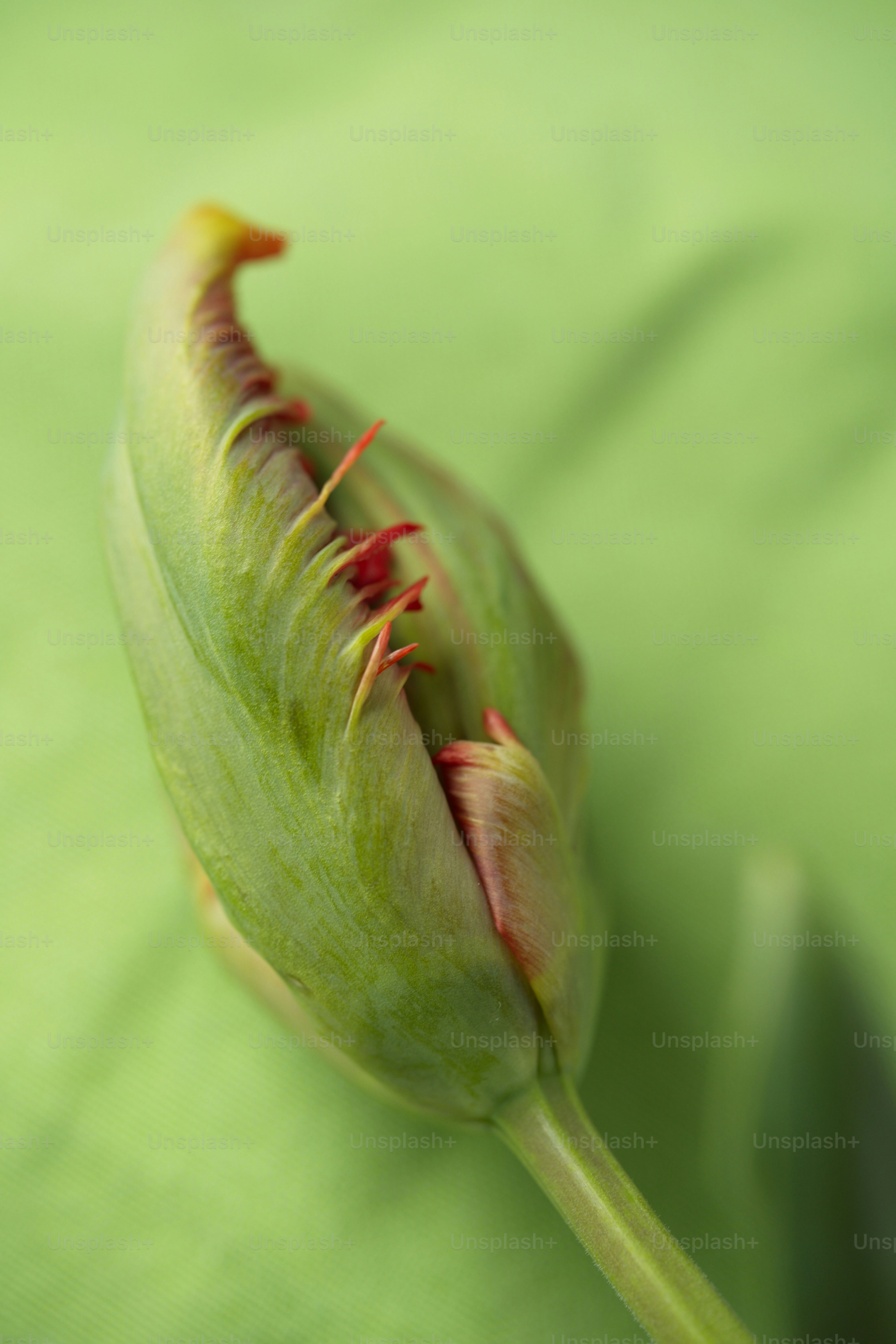 Um botão de tulipa verde contra um fundo verde.
