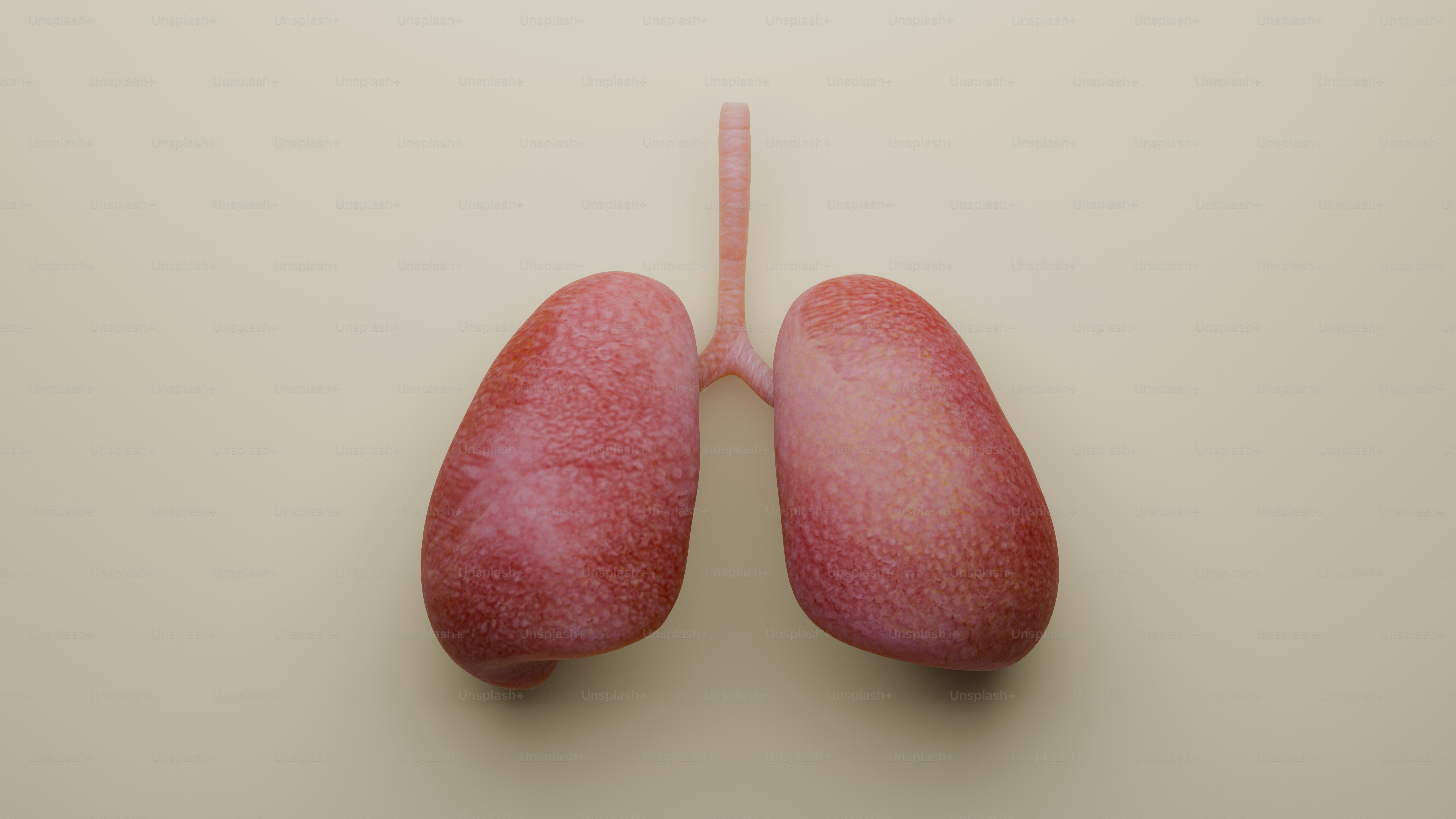 Modelo de pulmones humanos sobre un fondo claro