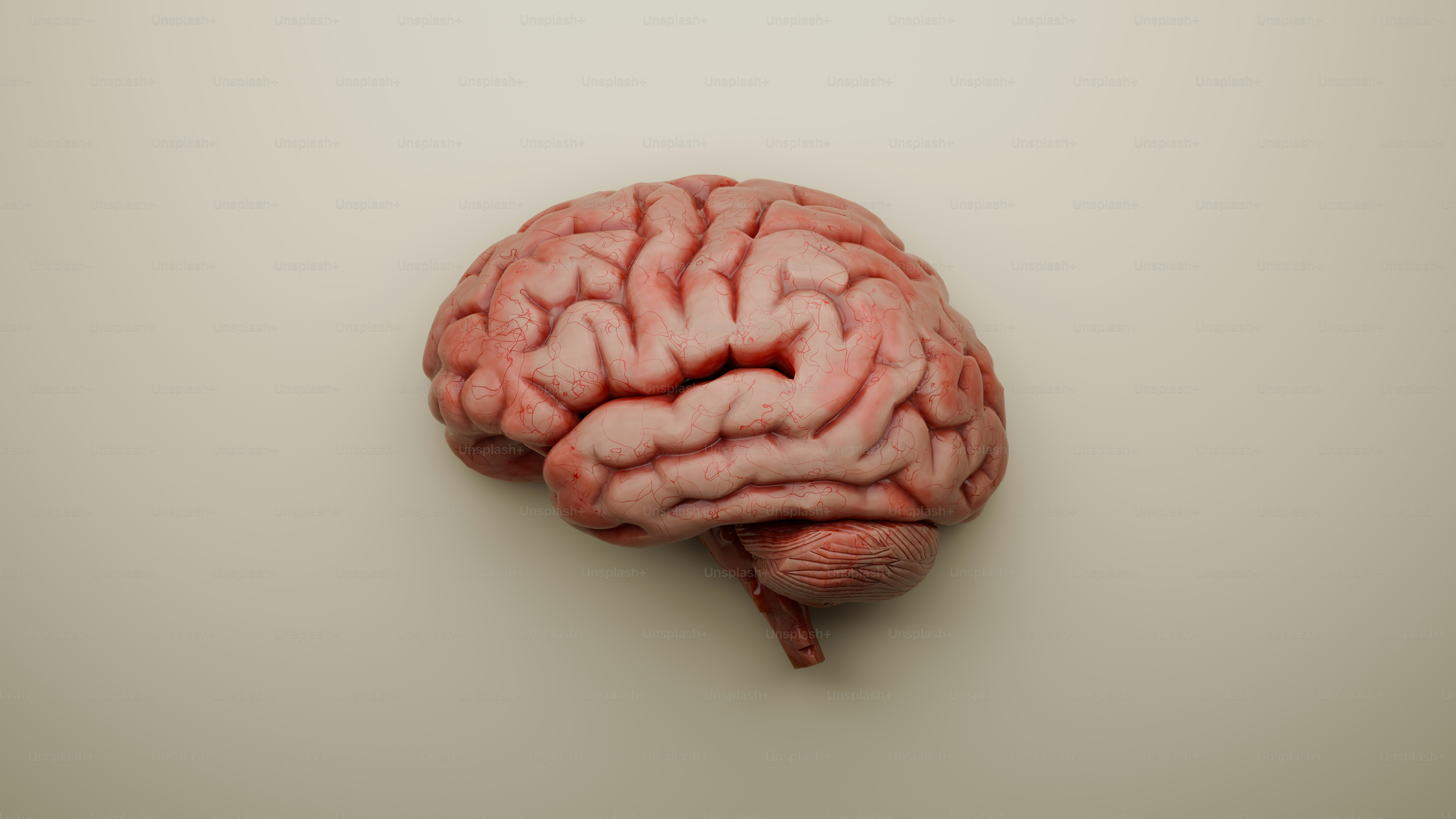 Here's a caption for the image: an anatomical brain rests against a plain backdrop.