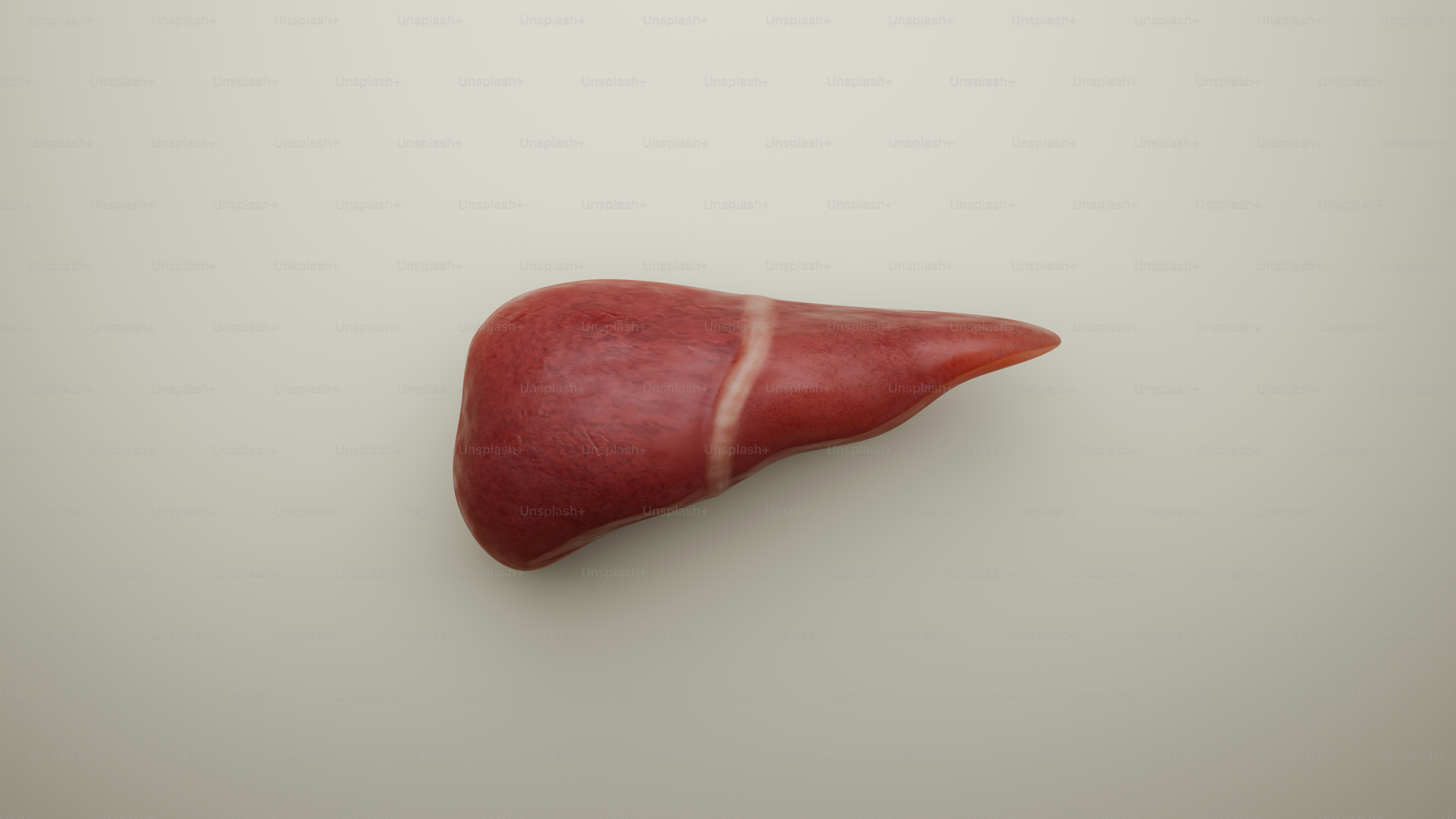 A realistic model of a liver.