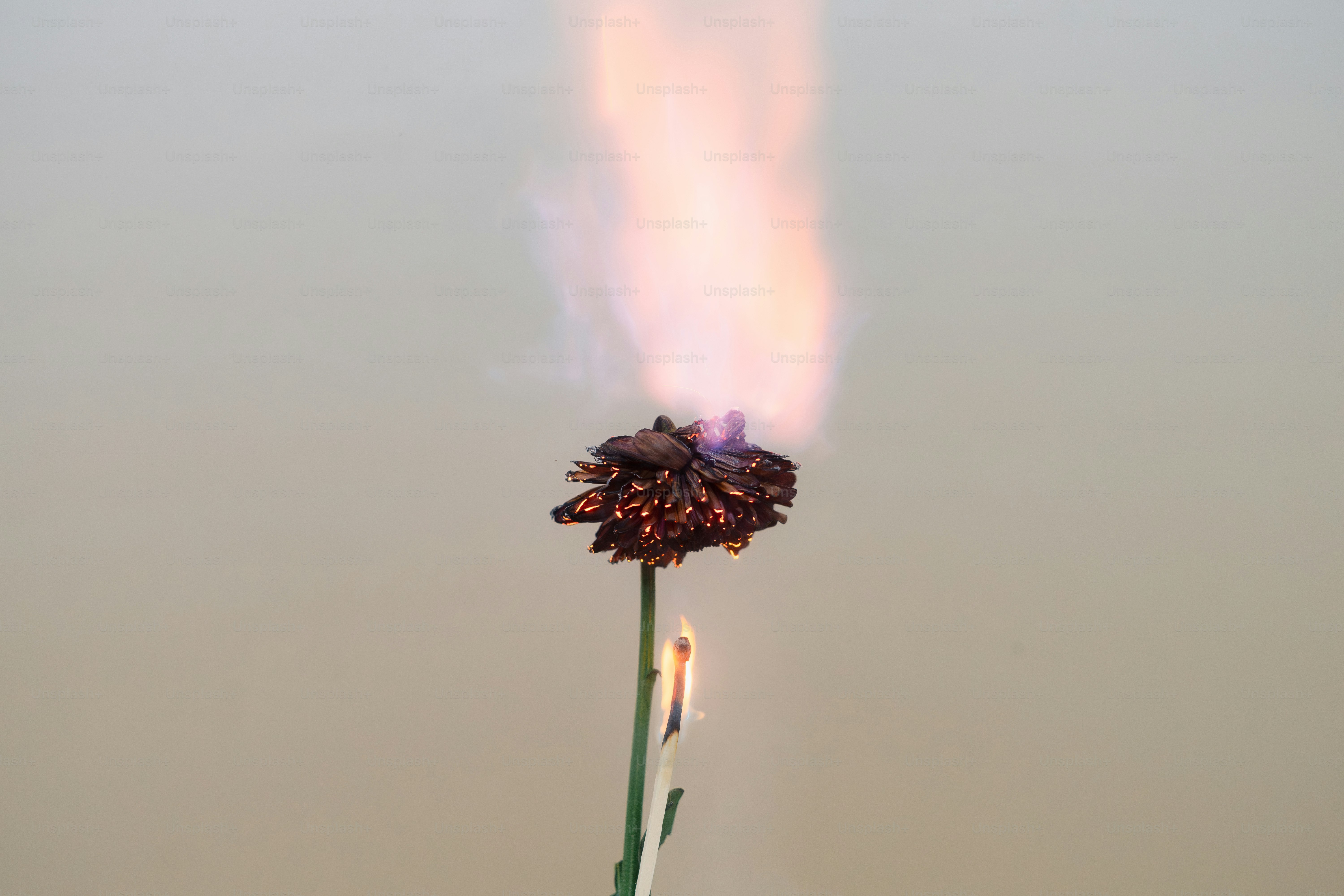 A flower is on fire with a plume of smoke.