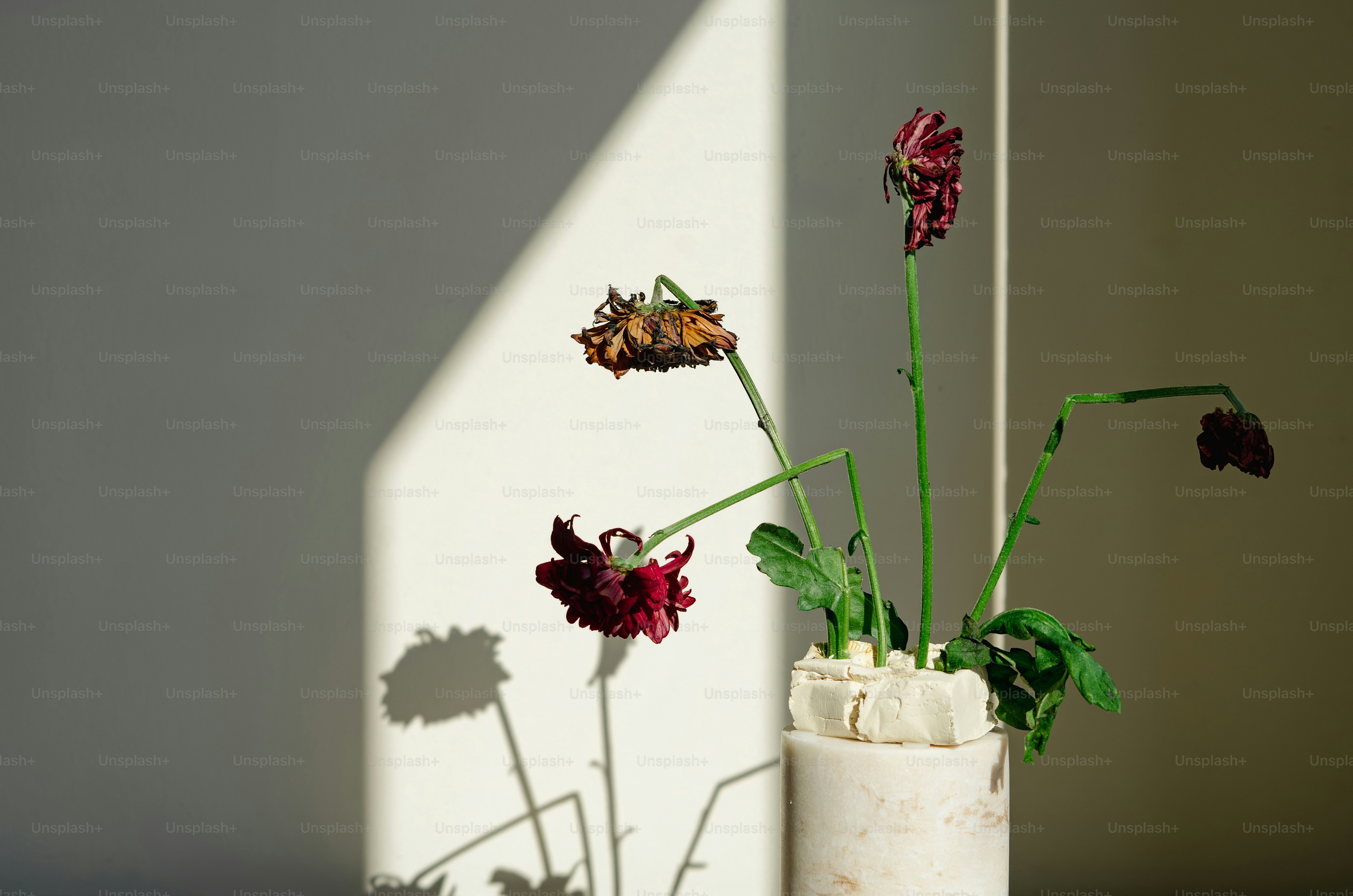 Wilted flowers cast shadows in a sunlit room.