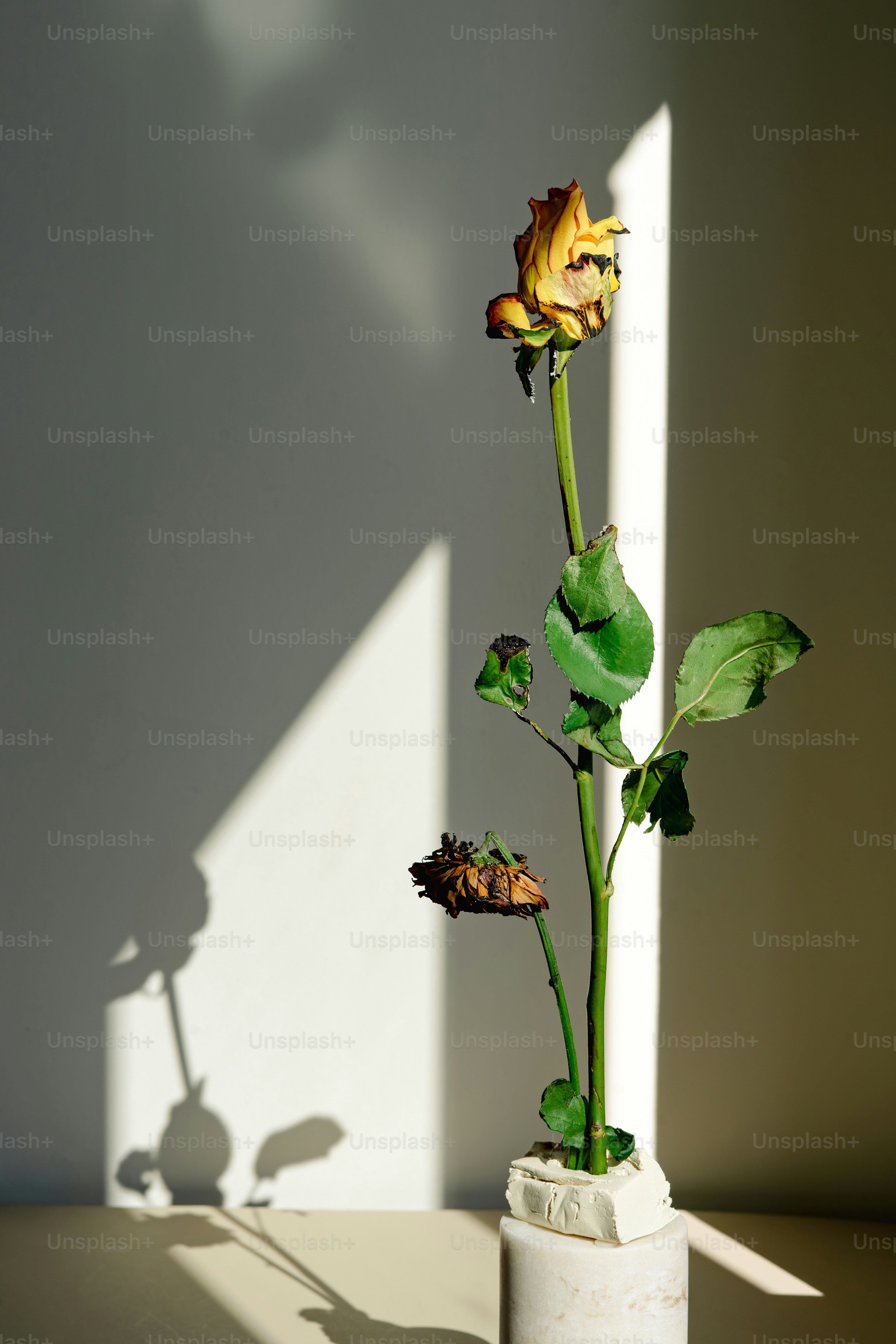 Une rose mourante se dessine sur la lumière du soleil.