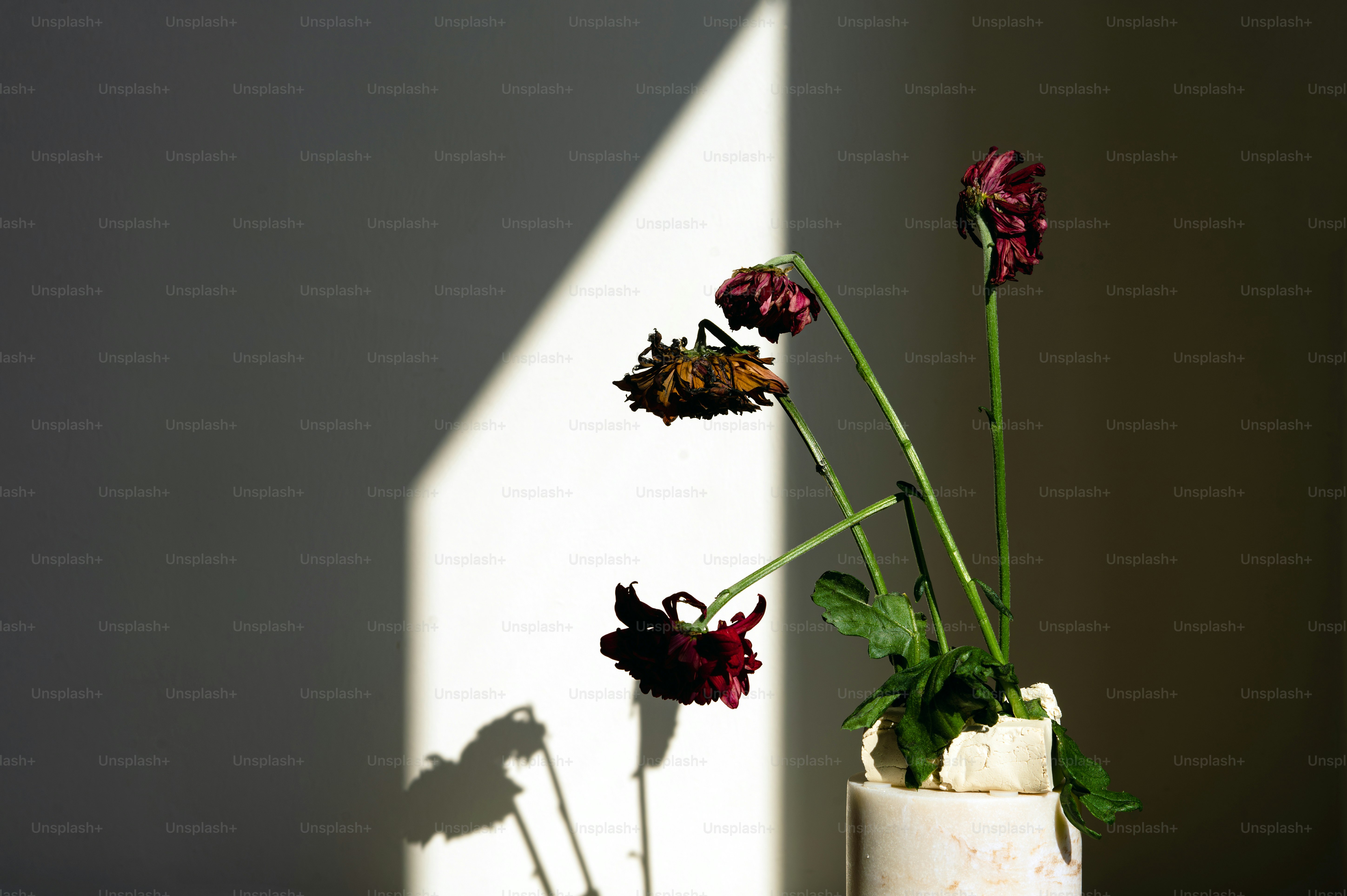 白い花が入った花瓶の写真 – Unsplashの花の画像