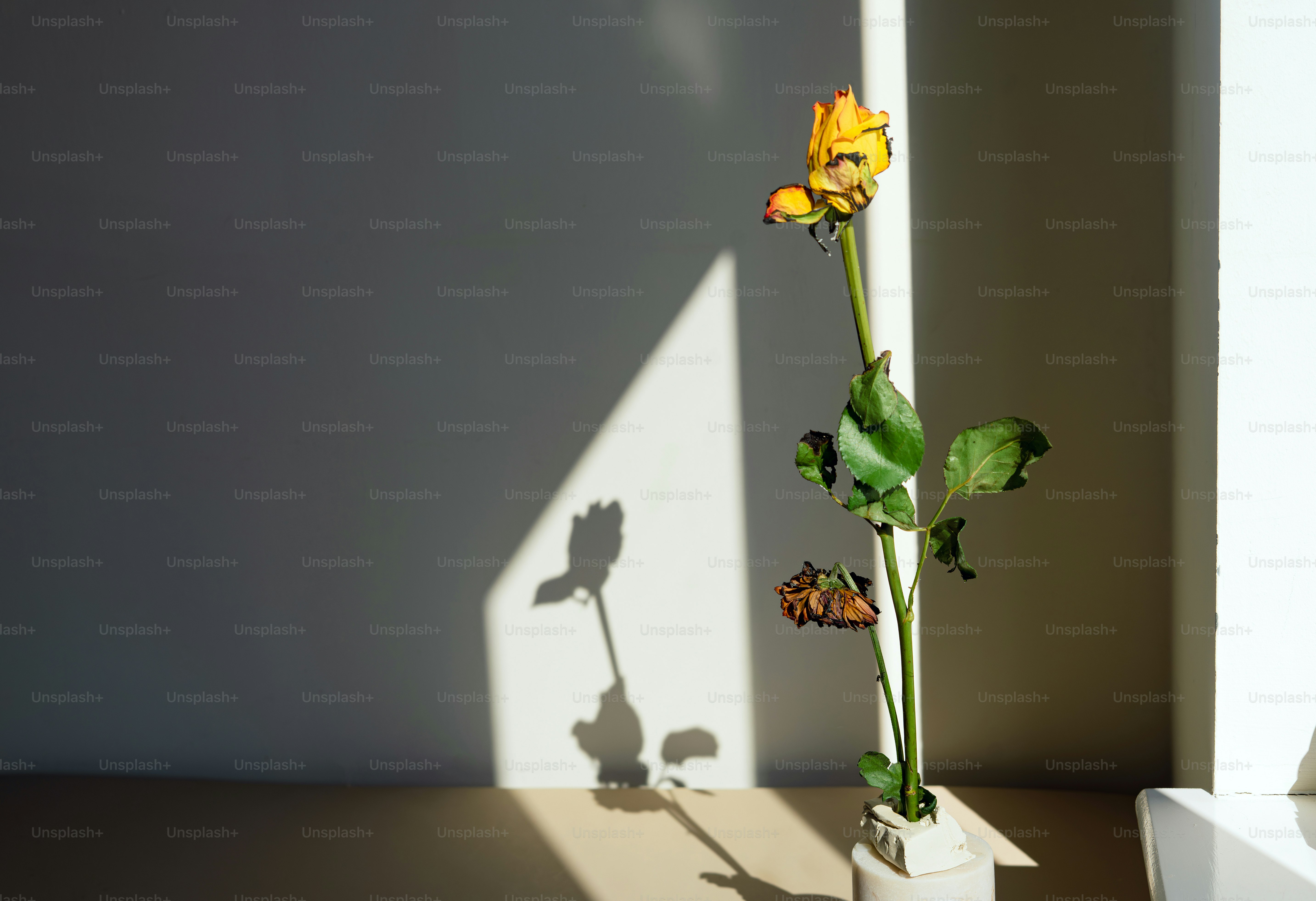 A yellow flower casts a shadow on the wall.