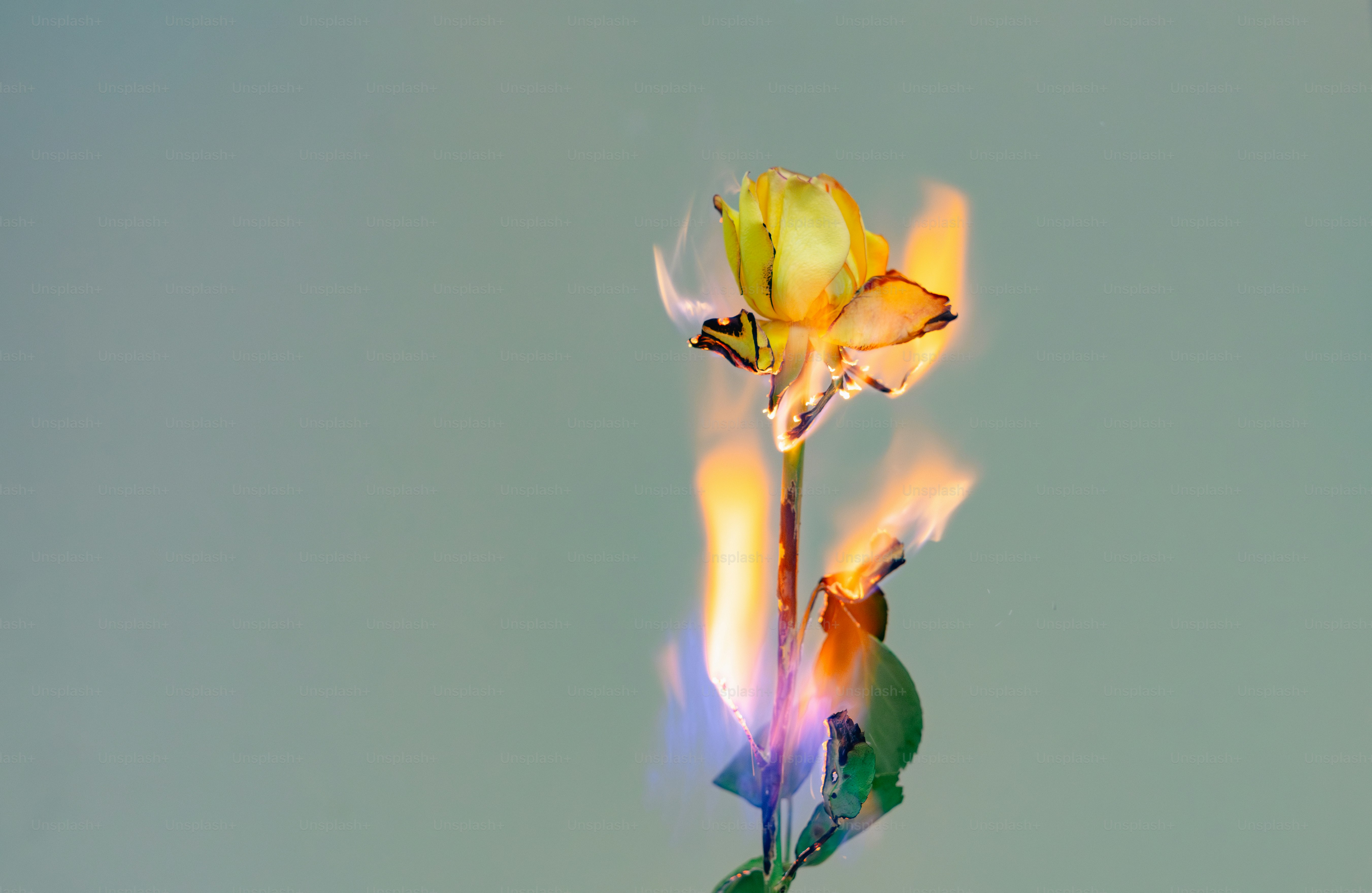 A yellow rose burns with vibrant, colorful flames.