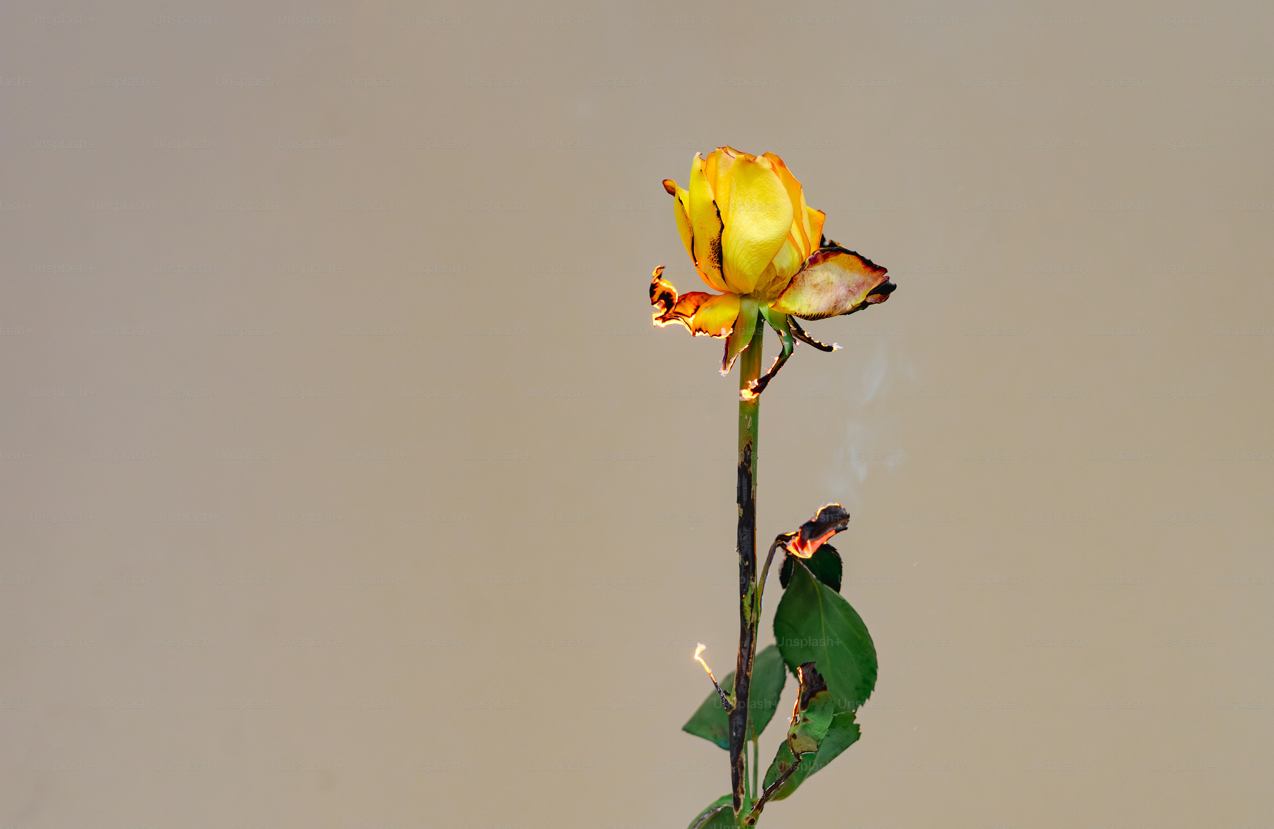 一輪の乾燥したバラ。